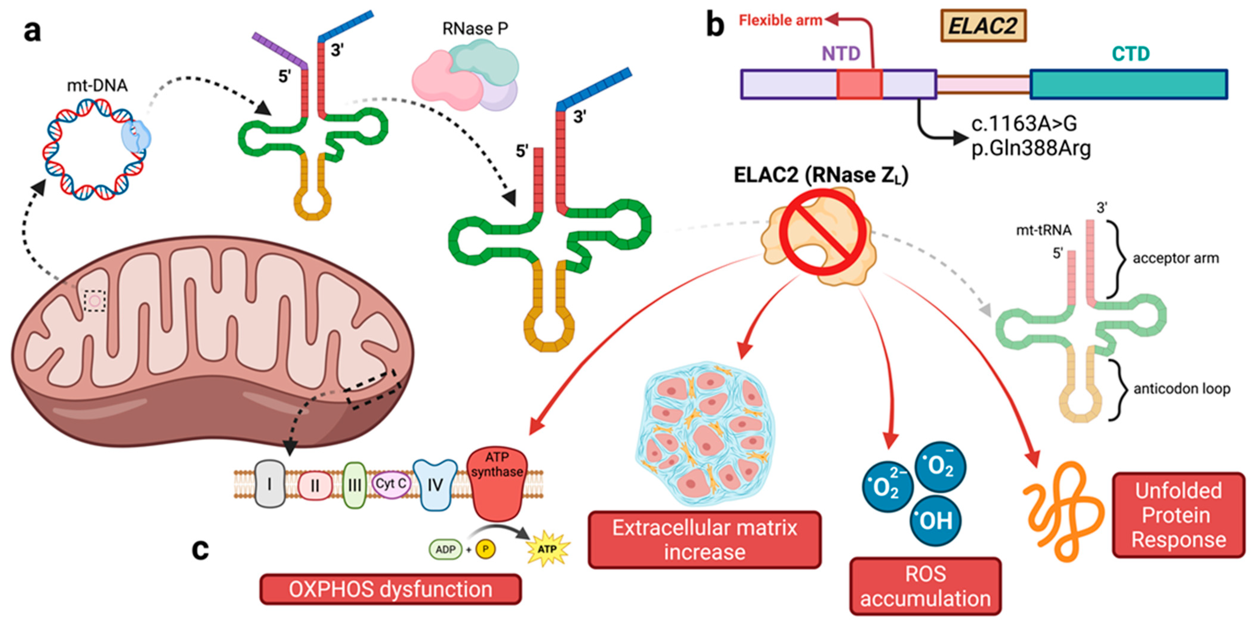 Cardiogenetics 15 00020 g002 Cardiogenetics 15 00020 g002