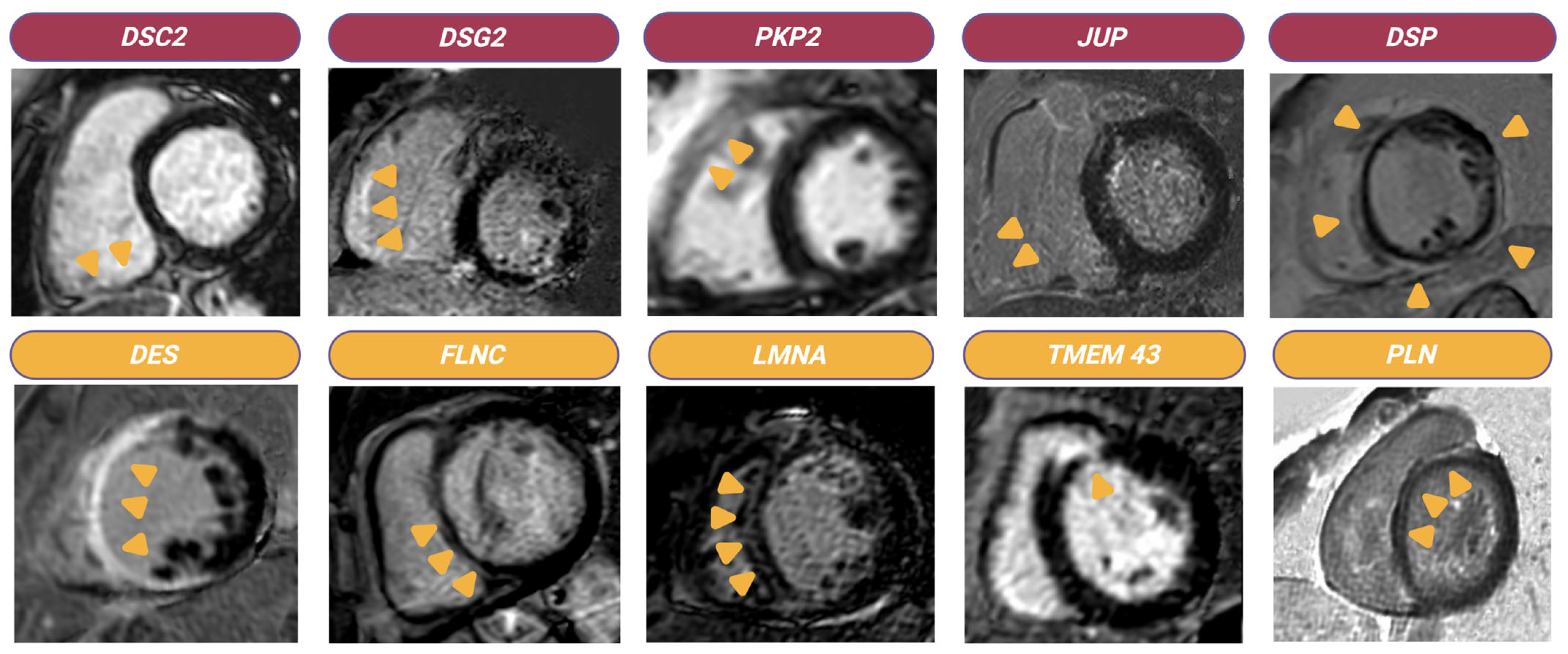 Cardiogenetics 15 00022 g001