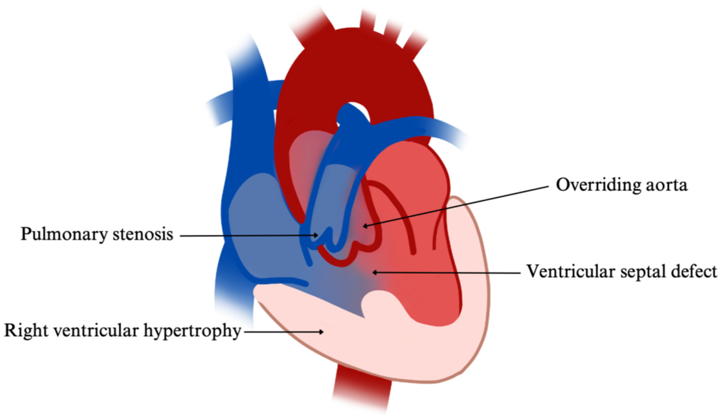 Cardiogenetics 15 00029 g008