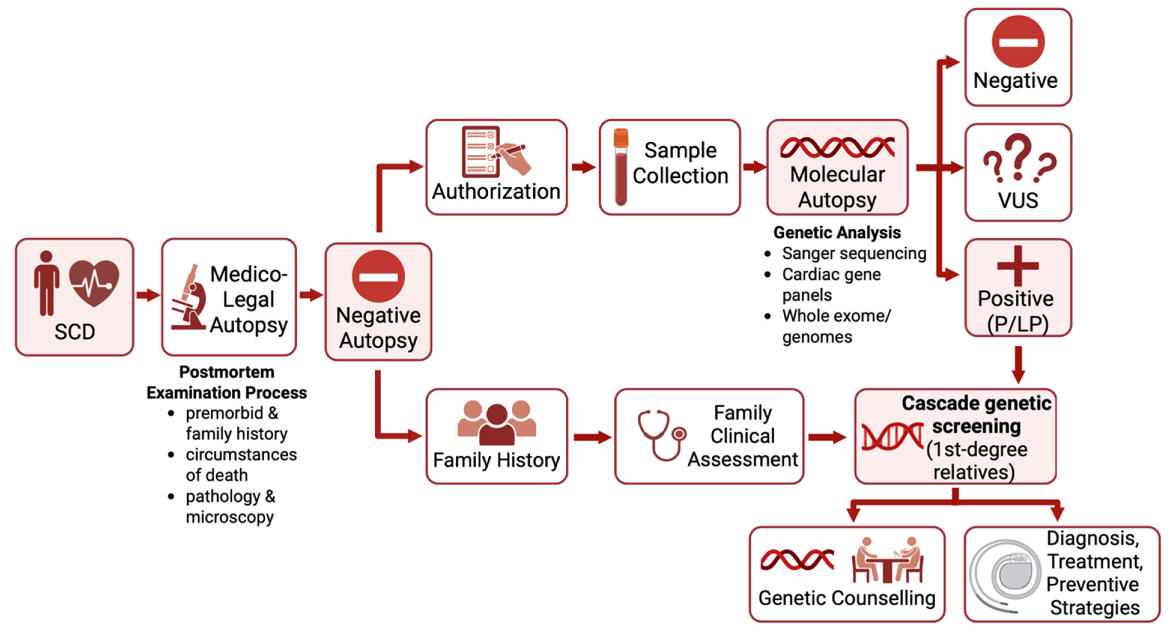 Cardiogenetics 16 00006 g001