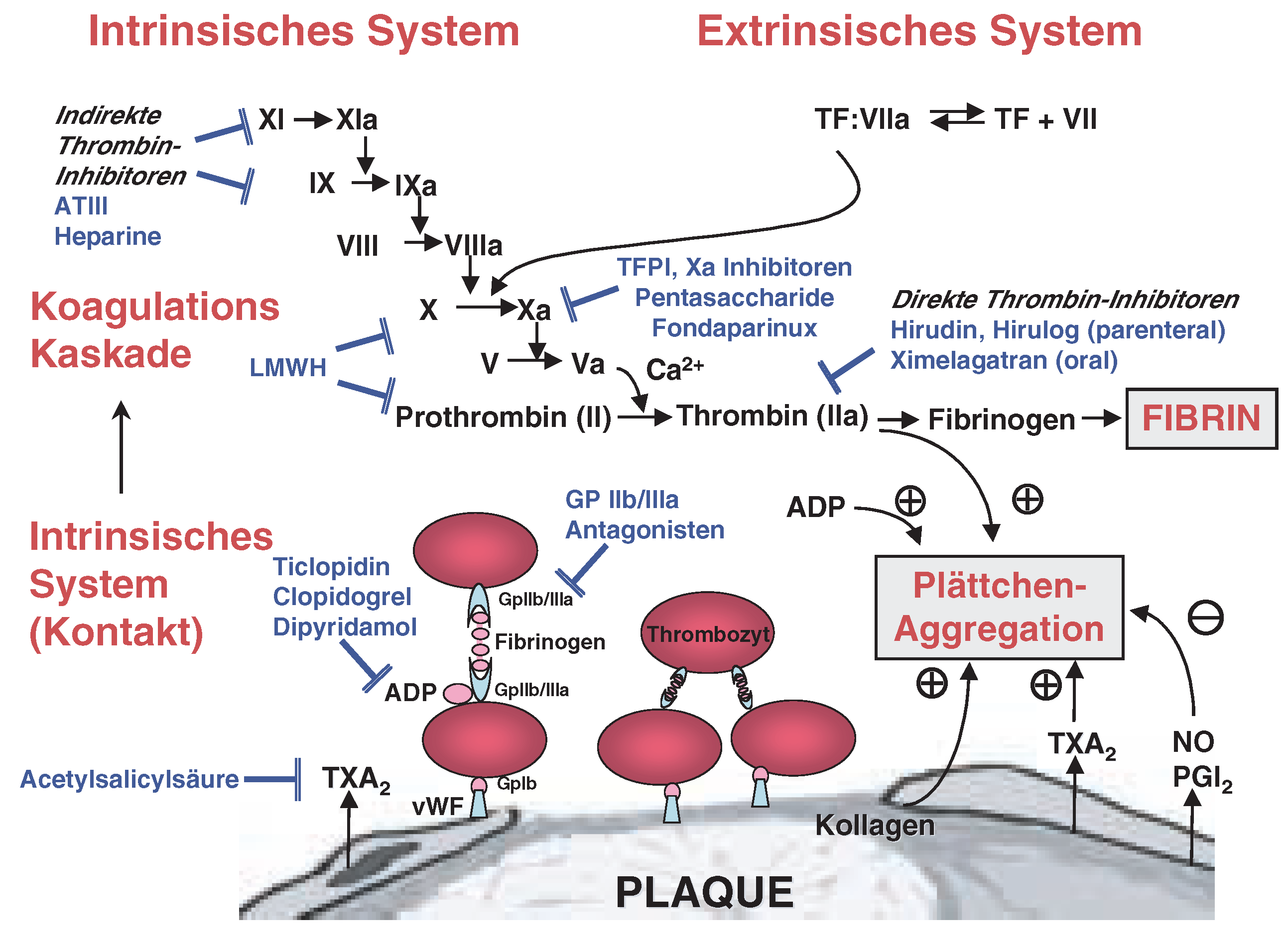 Cardiovascmed 07 00159 g001