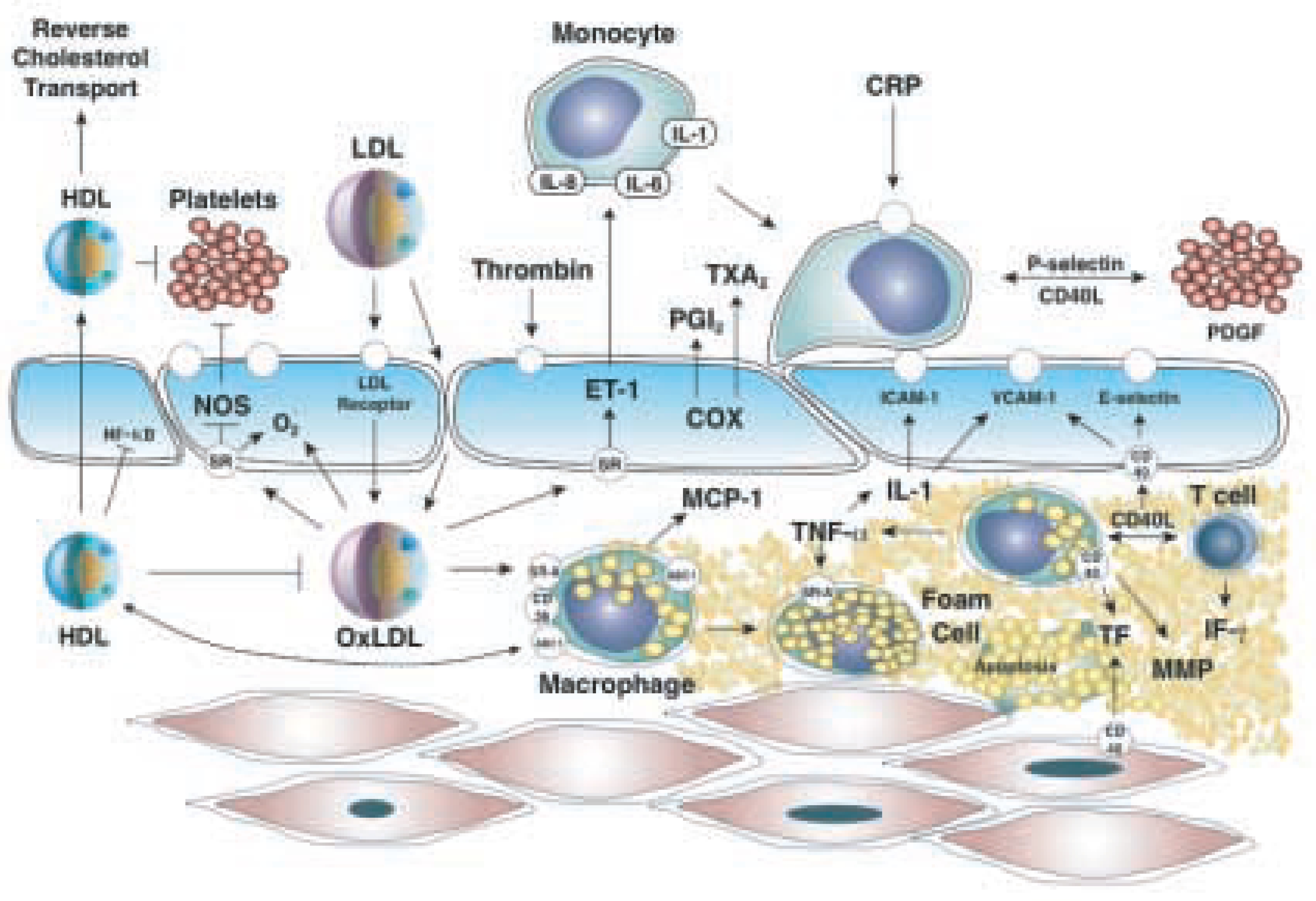 Cardiovascmed 07 00317 g001 Cardiovascmed 07 00317 g001