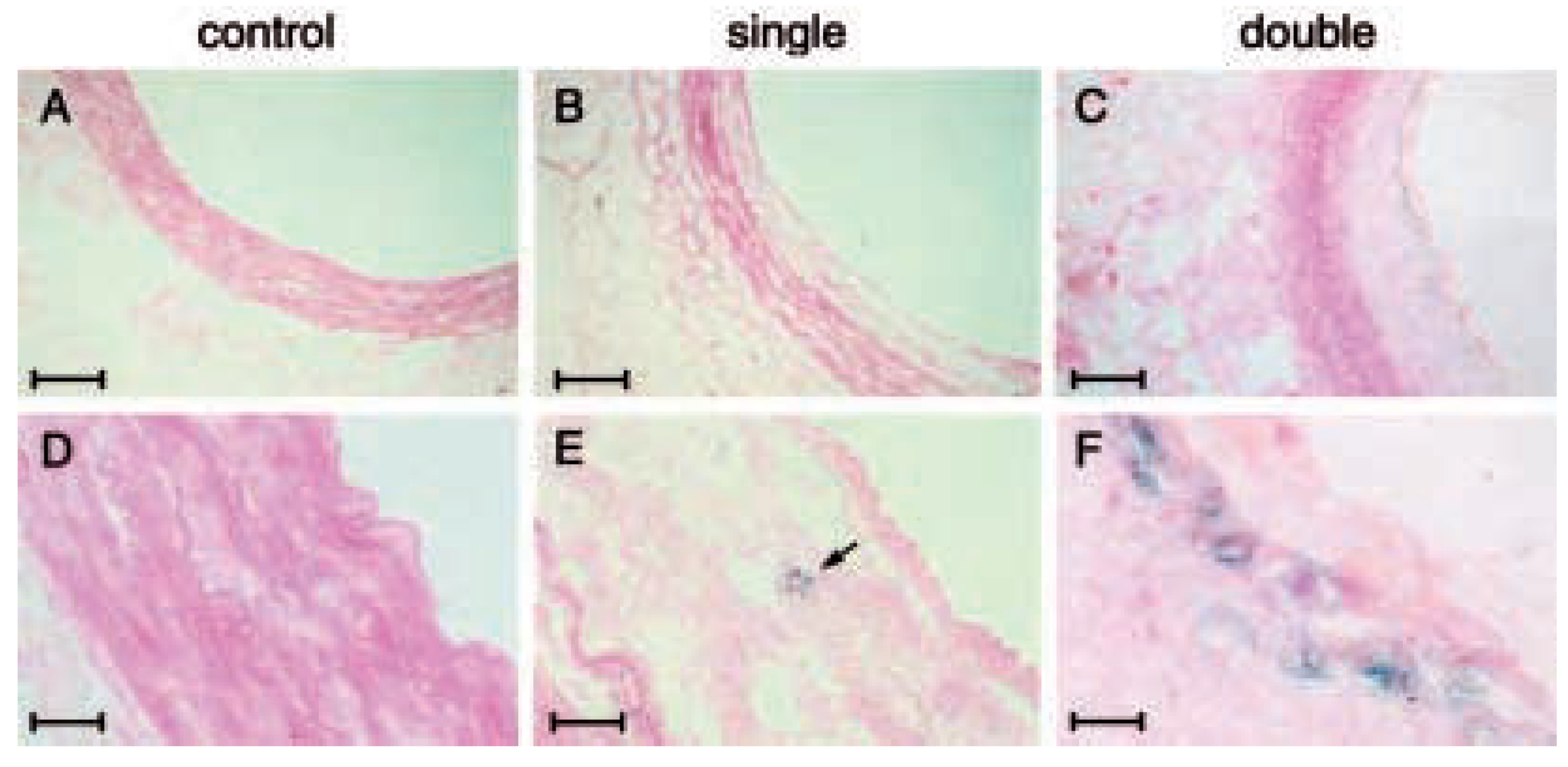 Cardiovascmed 07 00433 g004