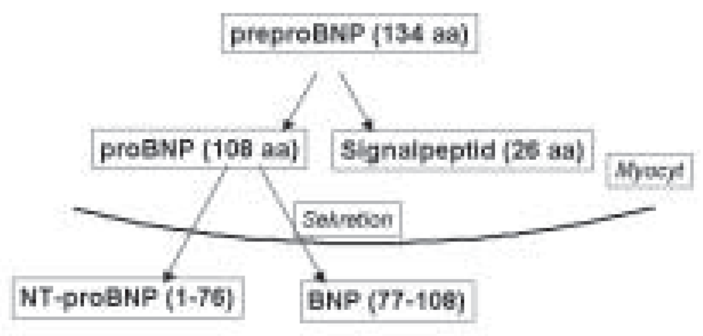 Cardiovascmed 07 00459 g001 Cardiovascmed 07 00459 g001