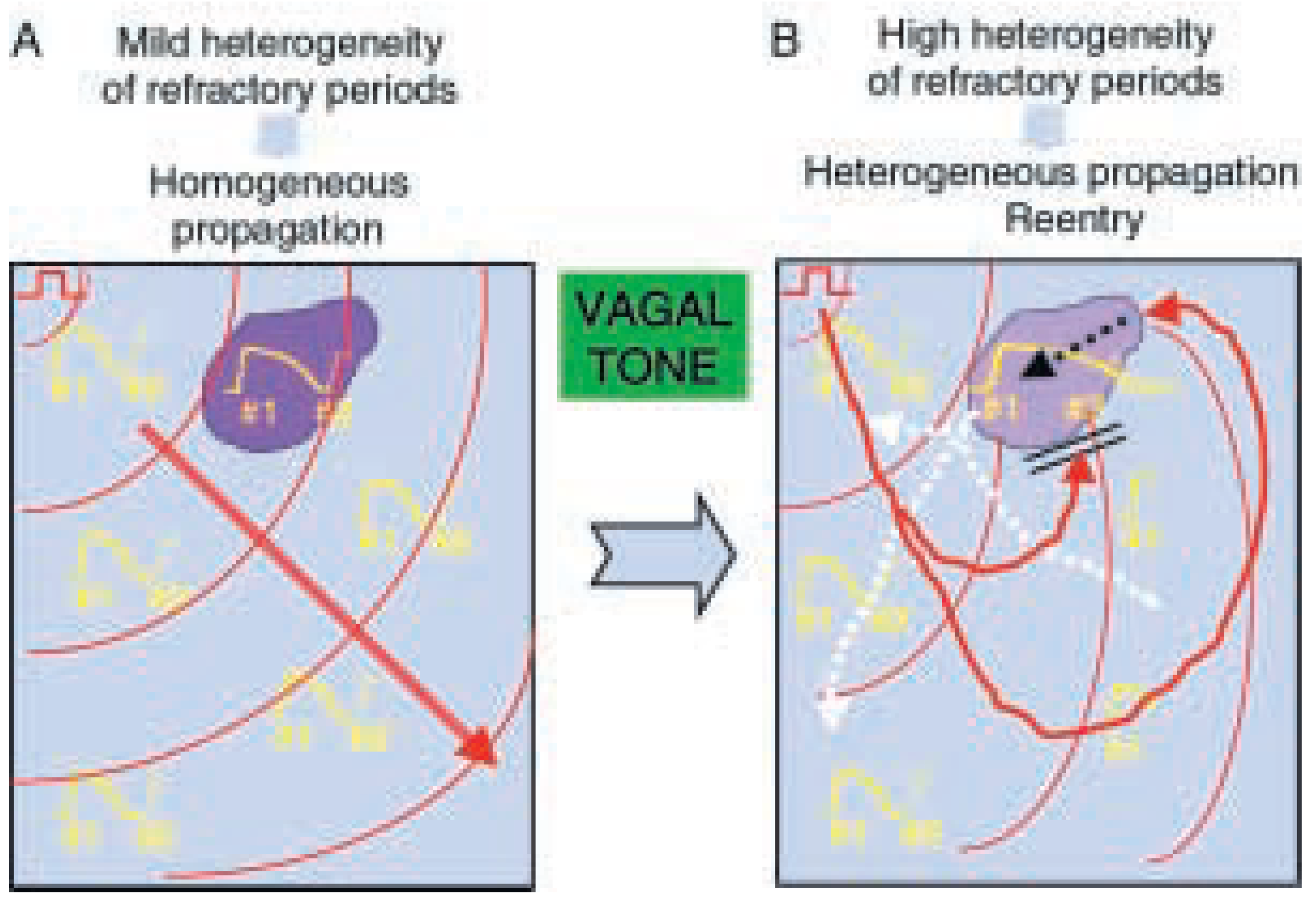 Cardiovascmed 08 00133 g003