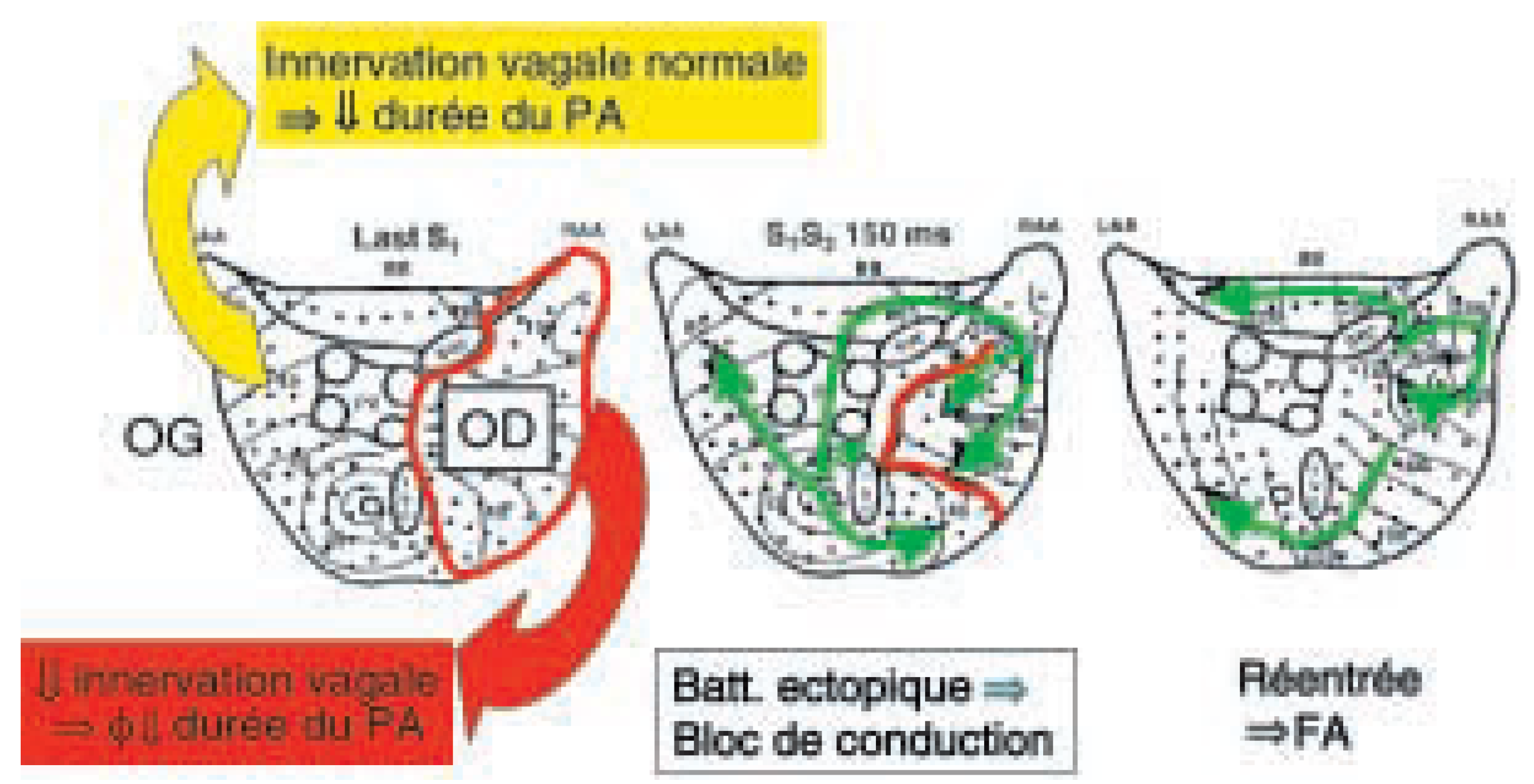 Cardiovascmed 08 00133 g004