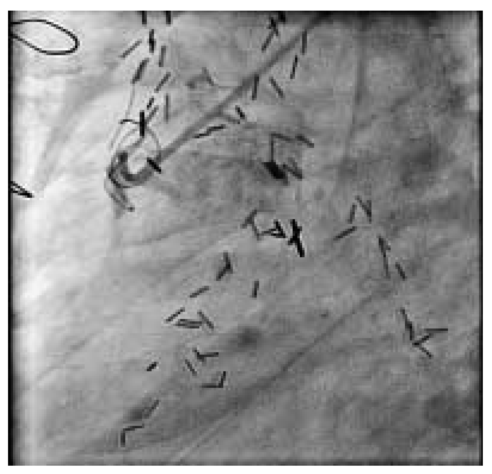 Cardiovascmed 08 00290 g005