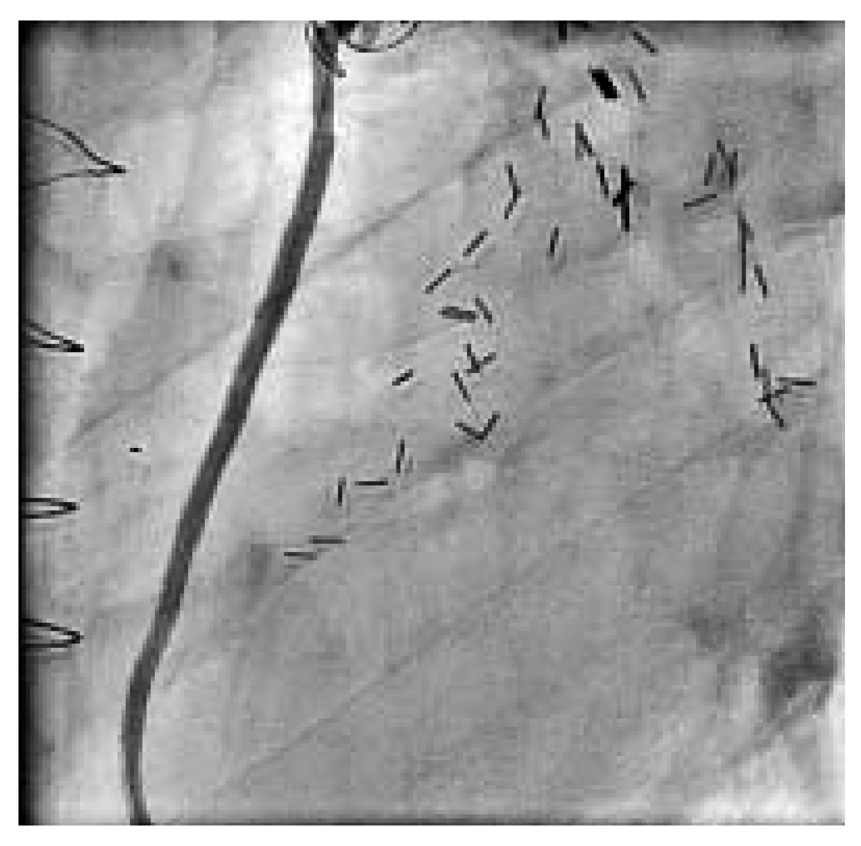 Cardiovascmed 08 00290 g007