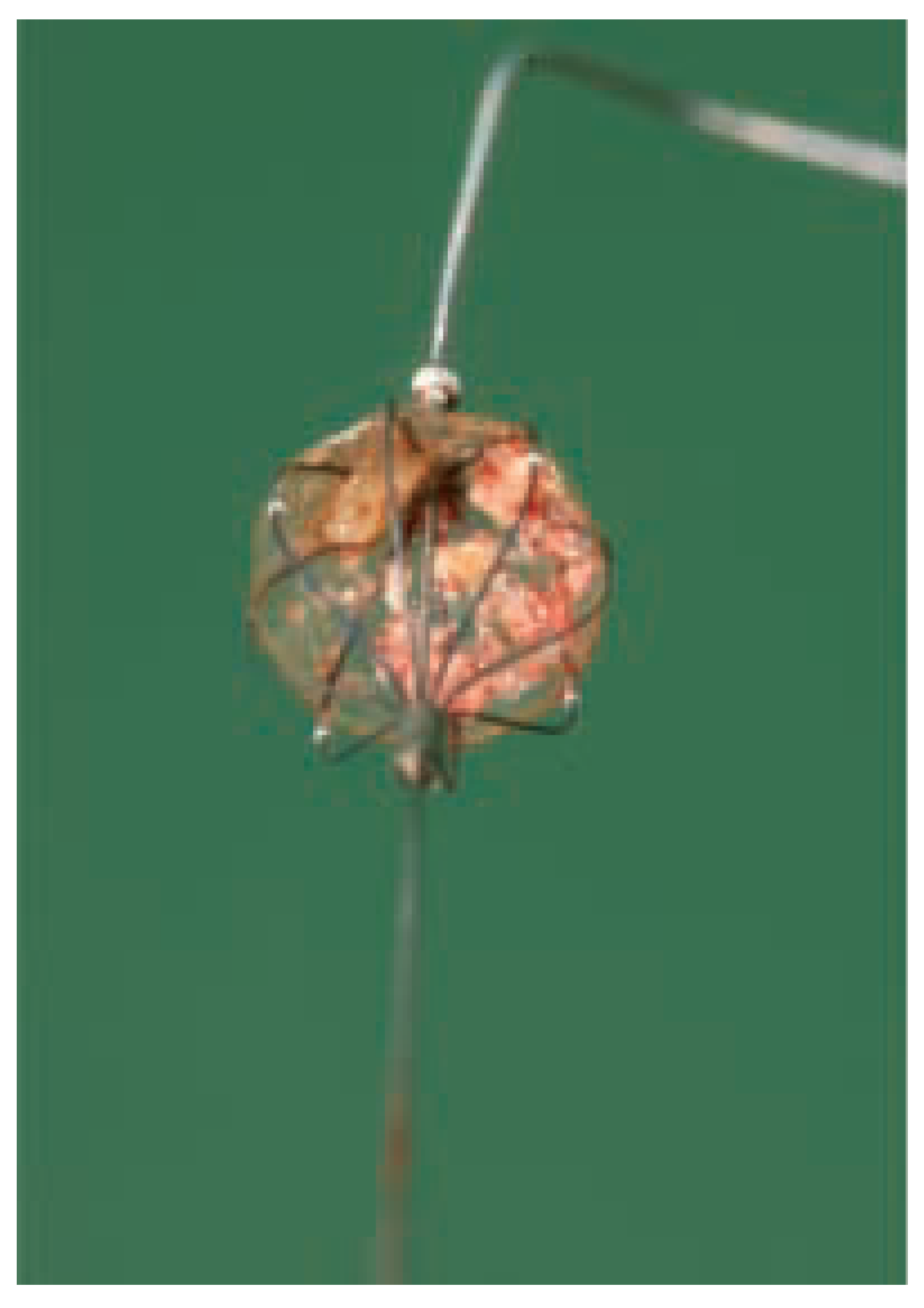 Cardiovascmed 08 00306 g004