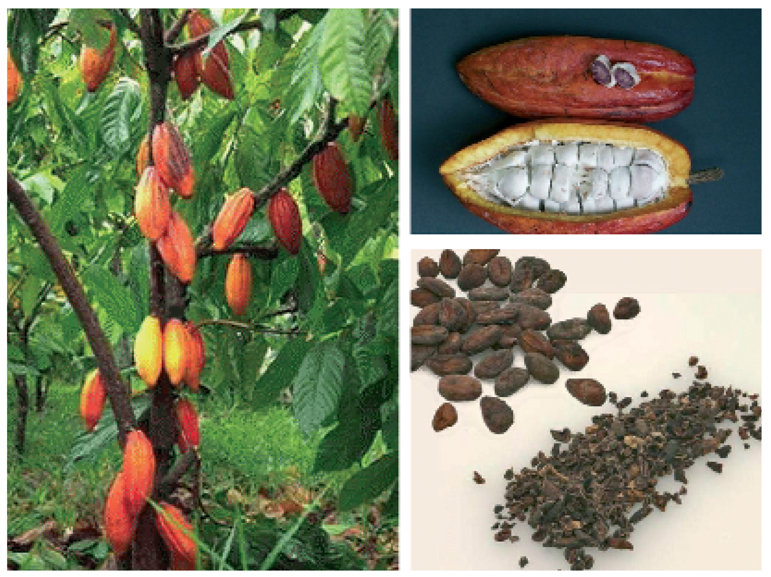 Cardiovascmed 08 00385 g004 Cardiovascmed 08 00385 g004