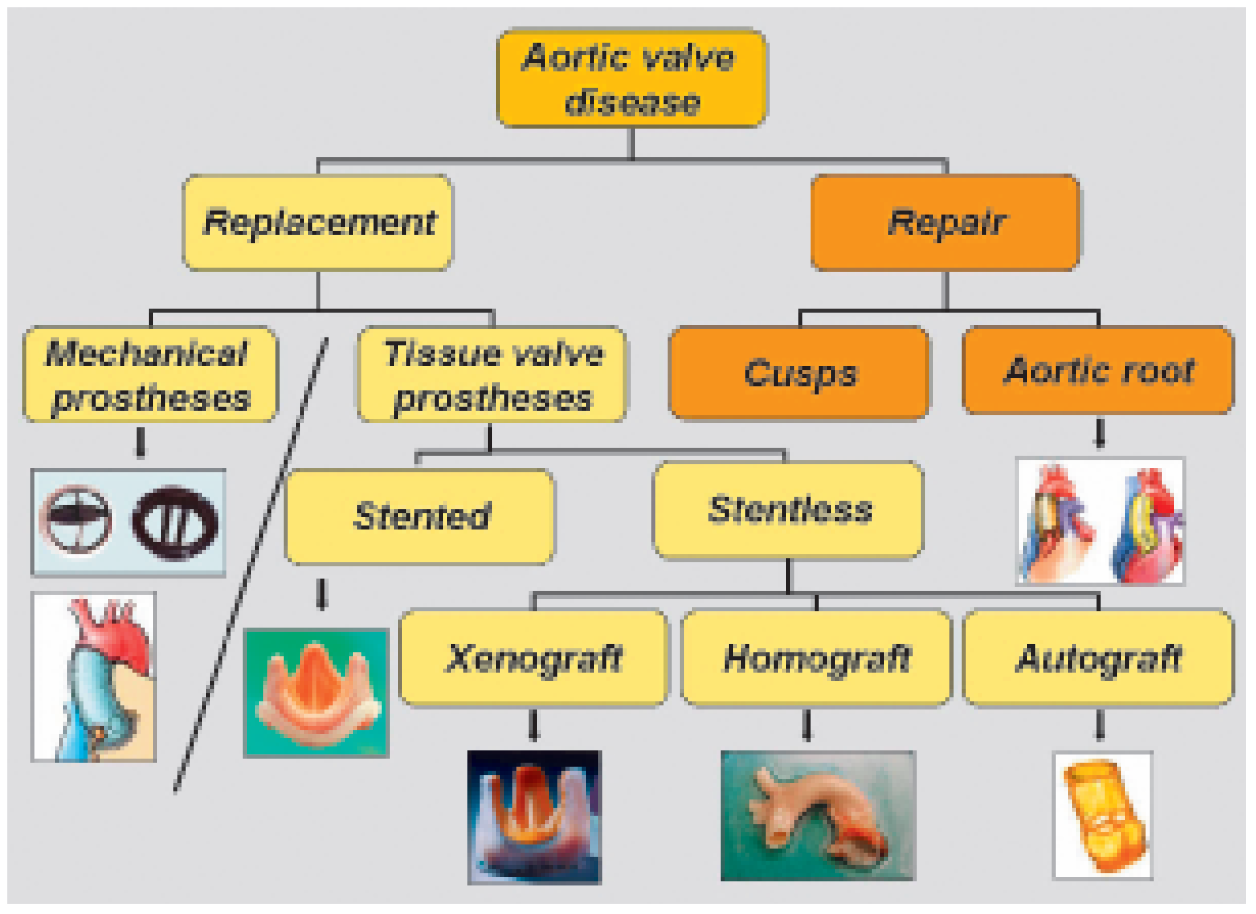 Cardiovascmed 09 00393 g008