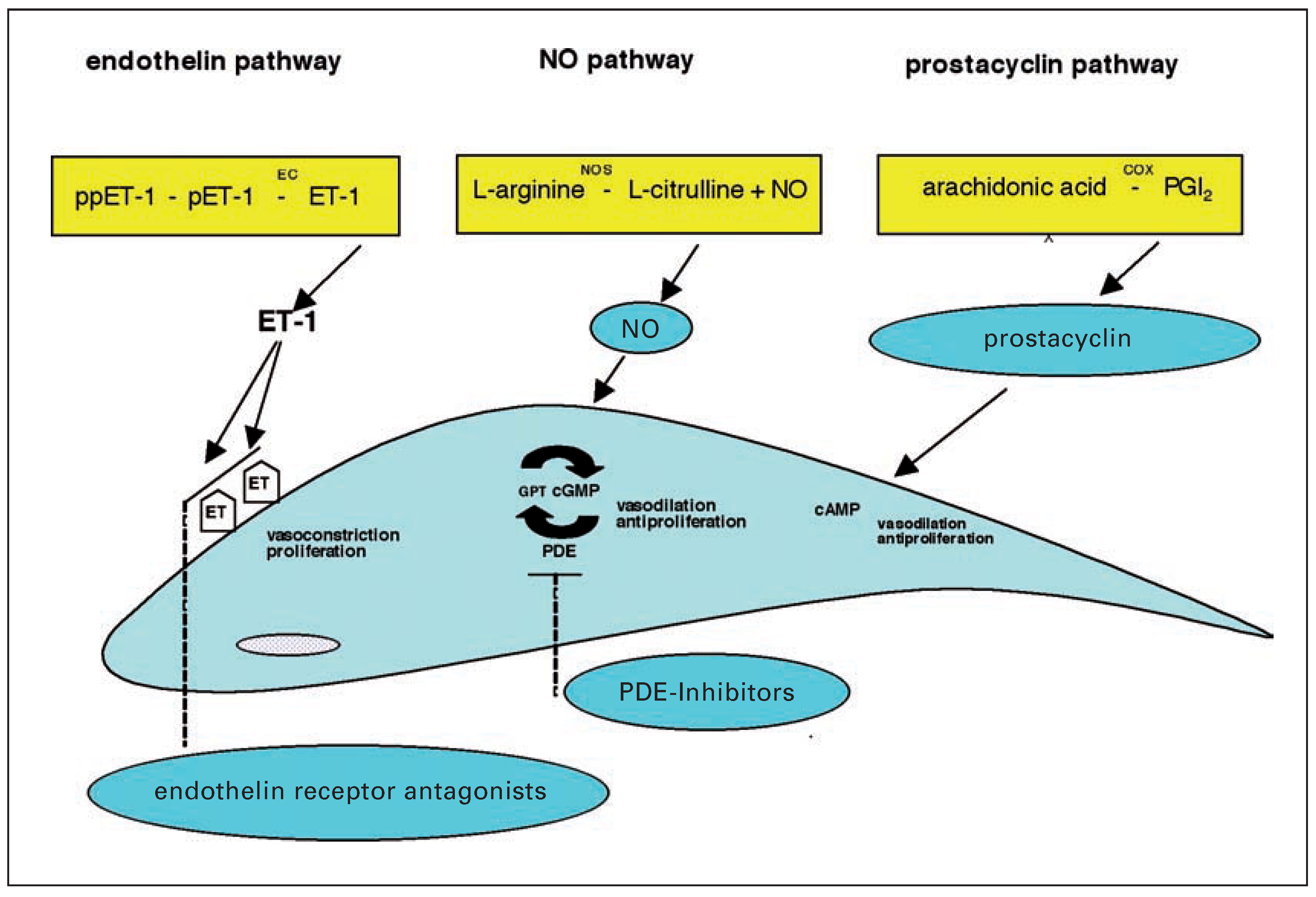 Cardiovascmed 10 00192 g003