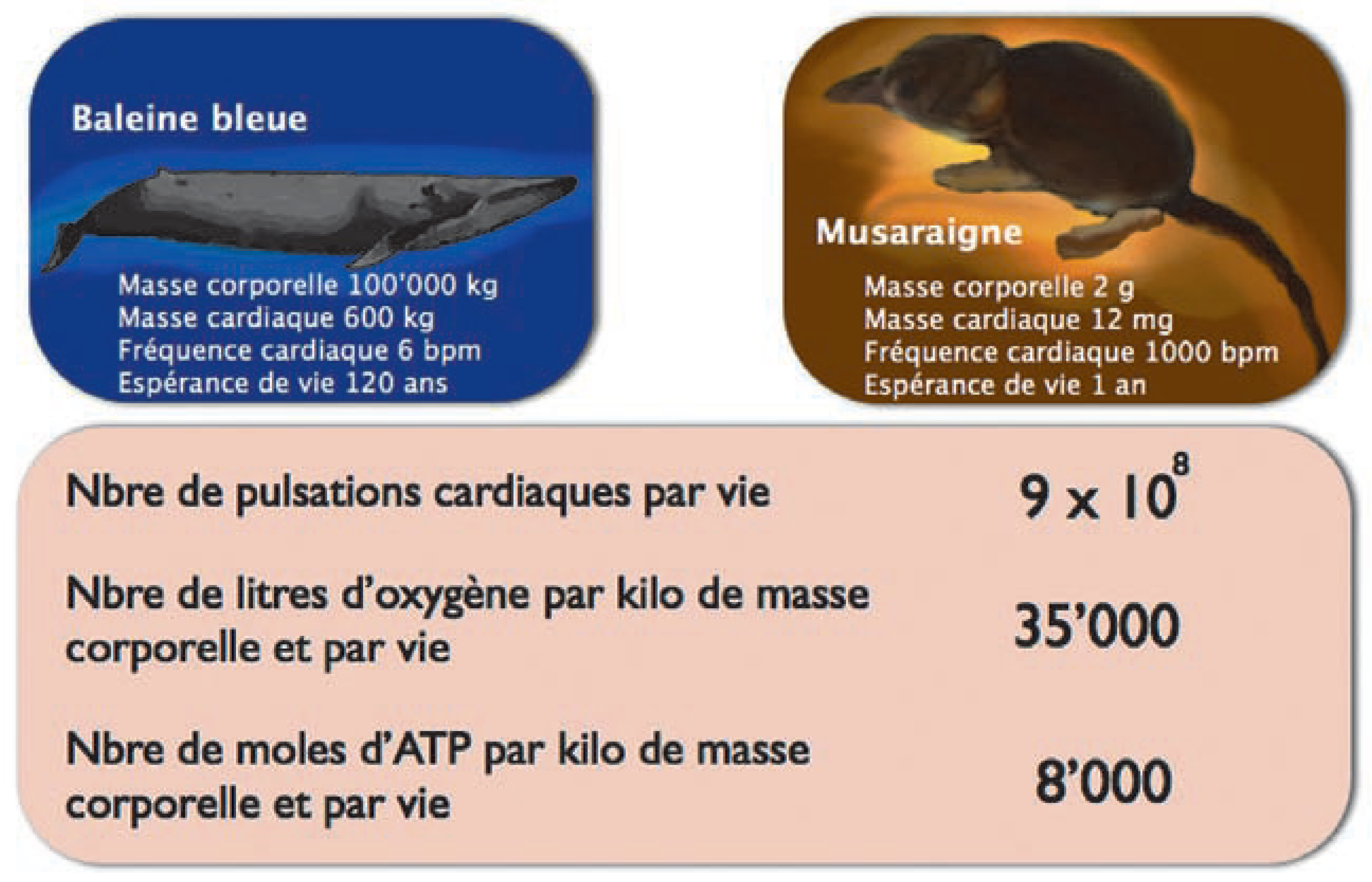 Cardiovascmed 10 00202 g002