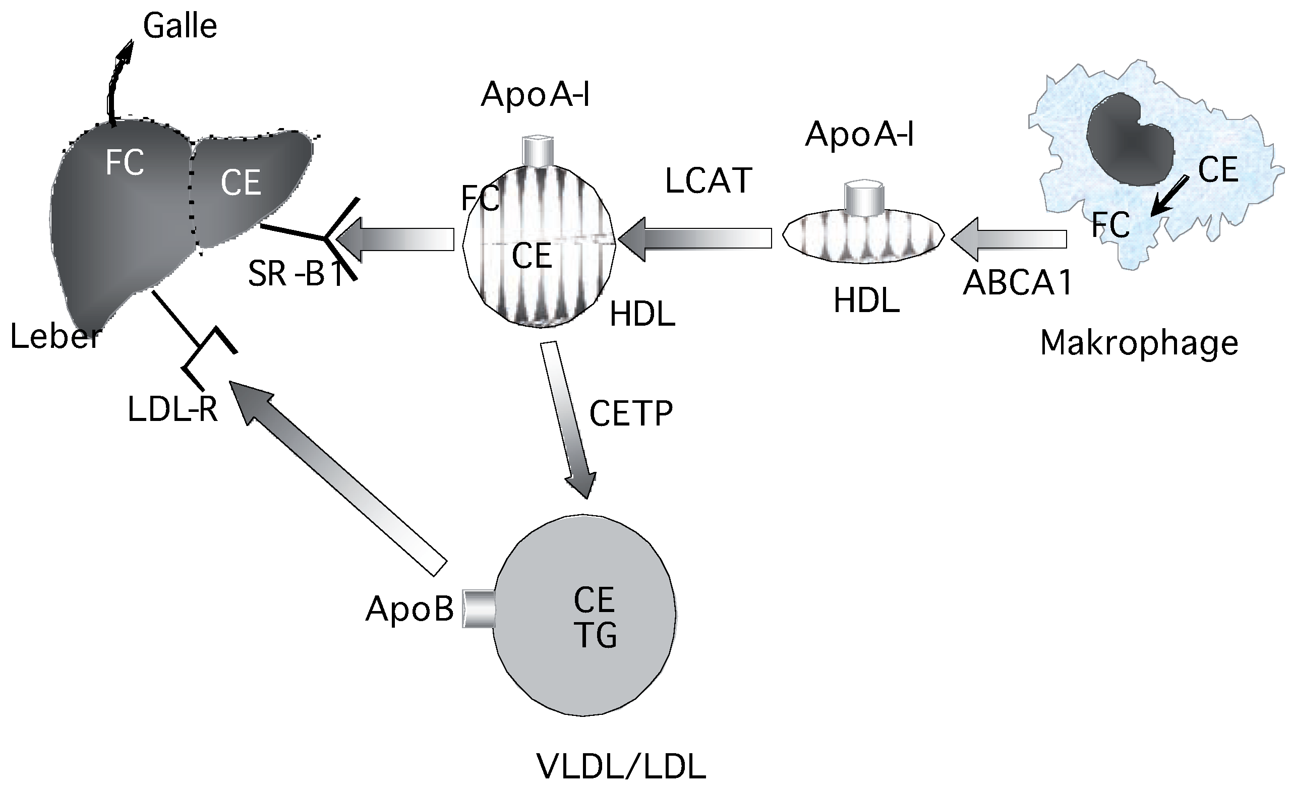 Cardiovascmed 10 00285 g001 Cardiovascmed 10 00285 g001