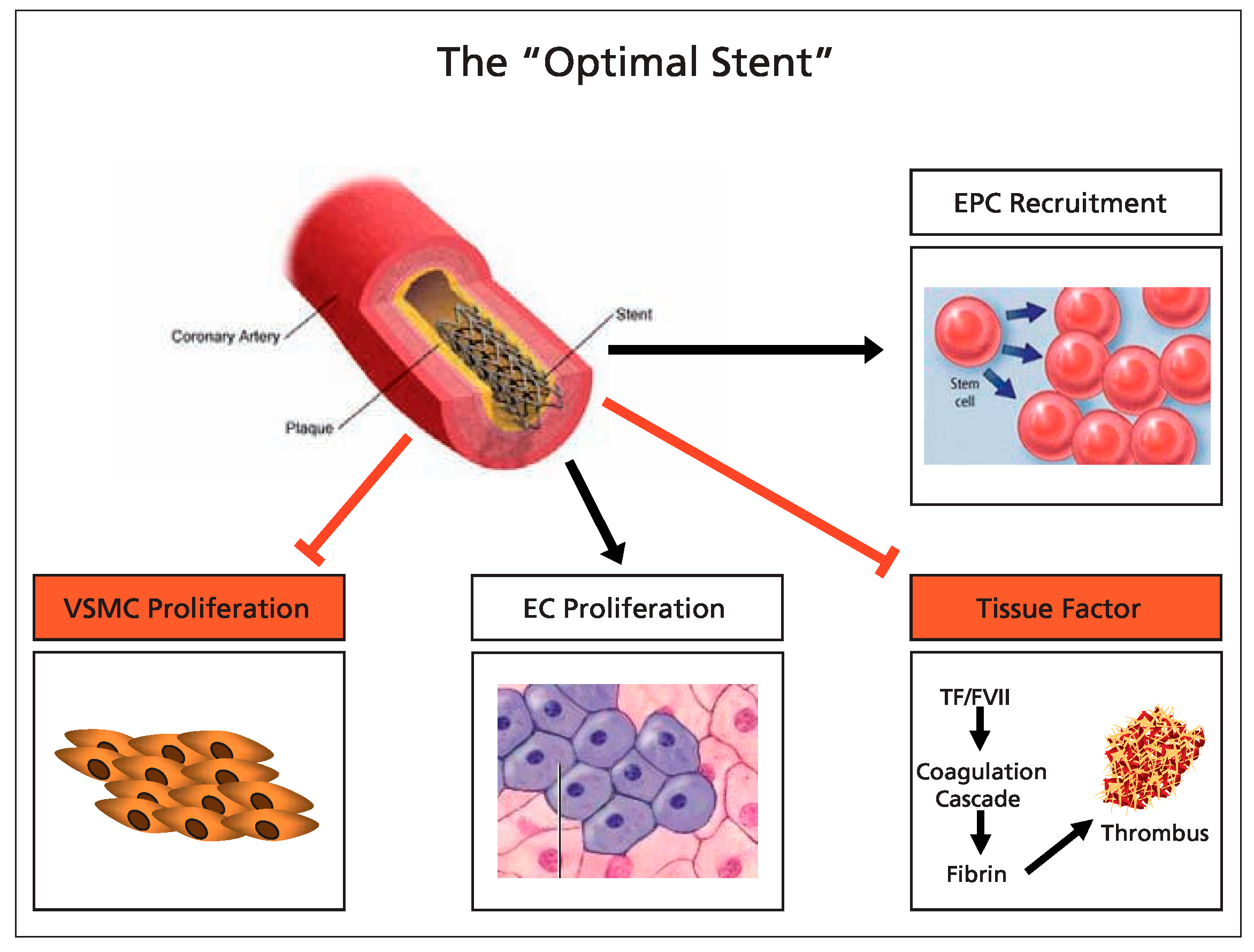 Cardiovascmed 11 00022 g003