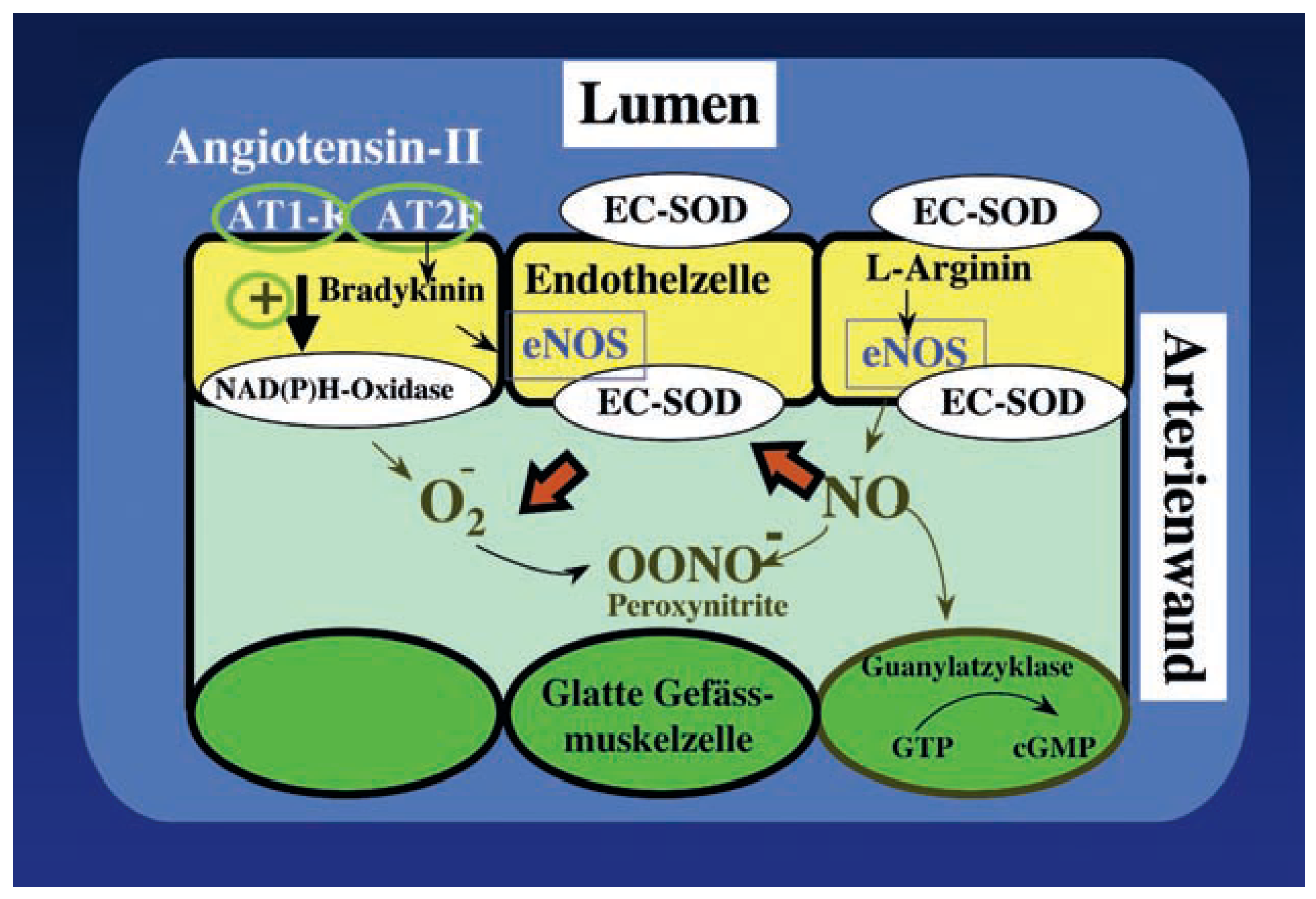 Cardiovascmed 11 00237 g004