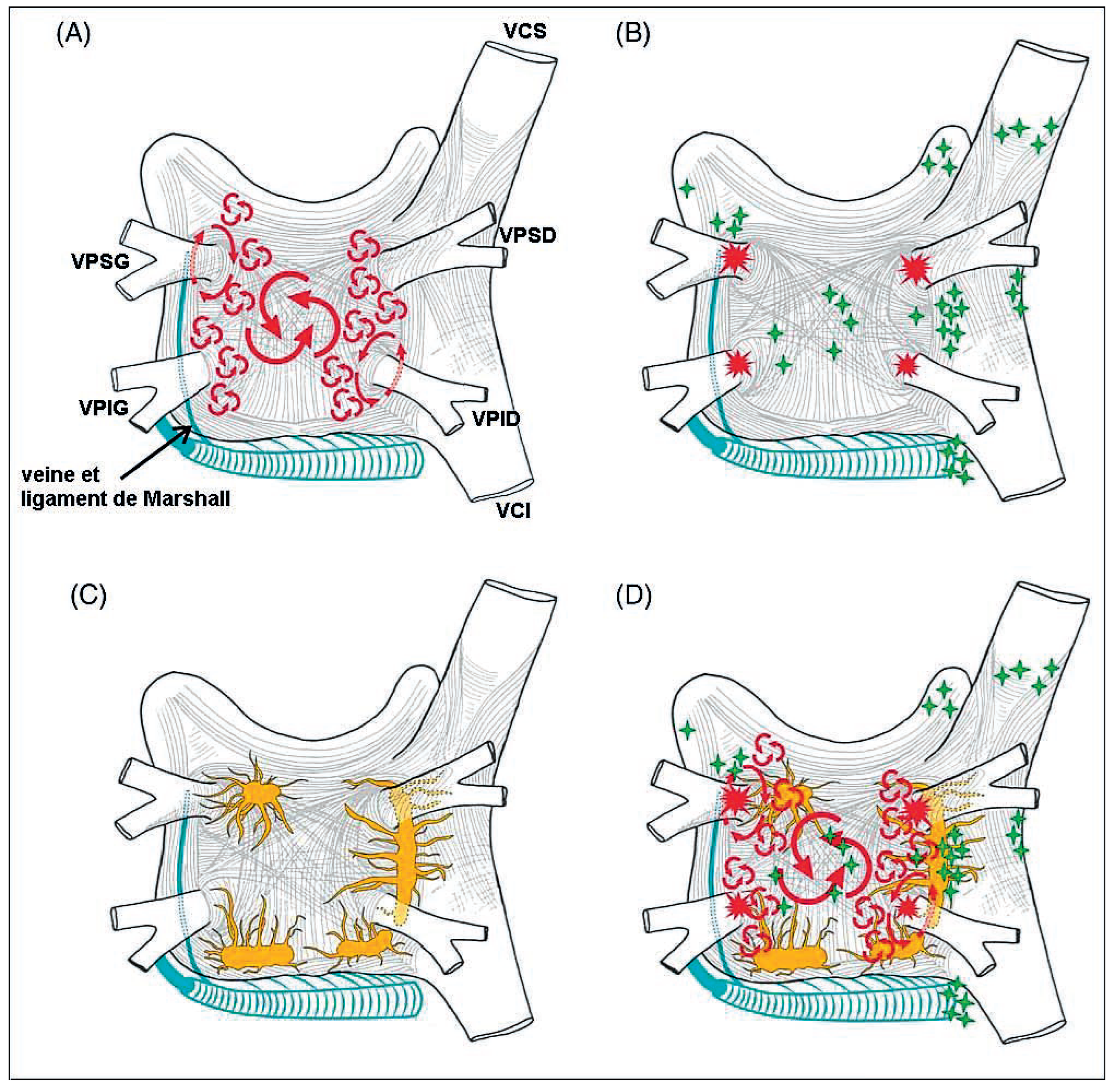 Cardiovascmed 11 00265 g002 Cardiovascmed 11 00265 g002