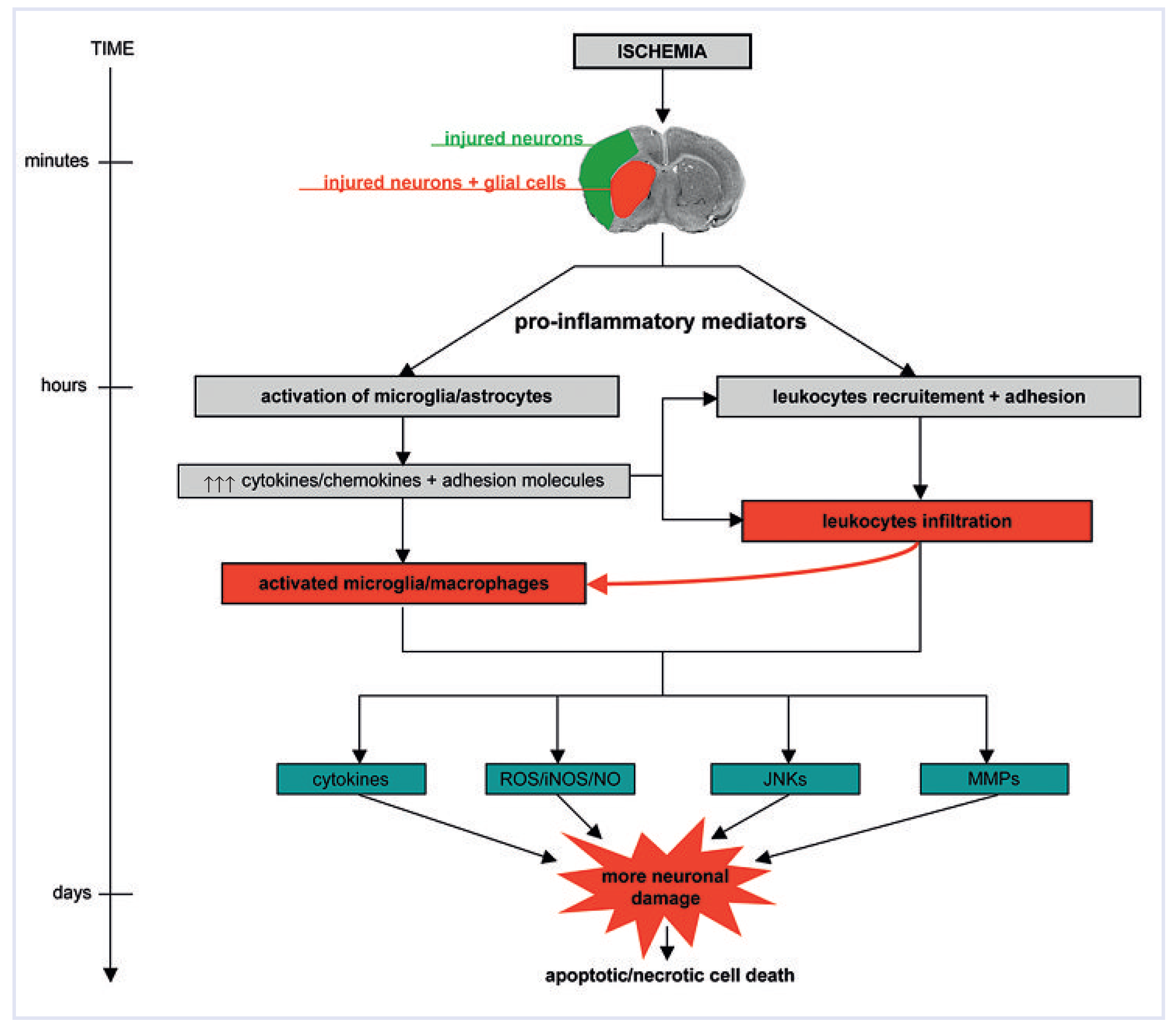 Cardiovascmed 12 00143 g002
