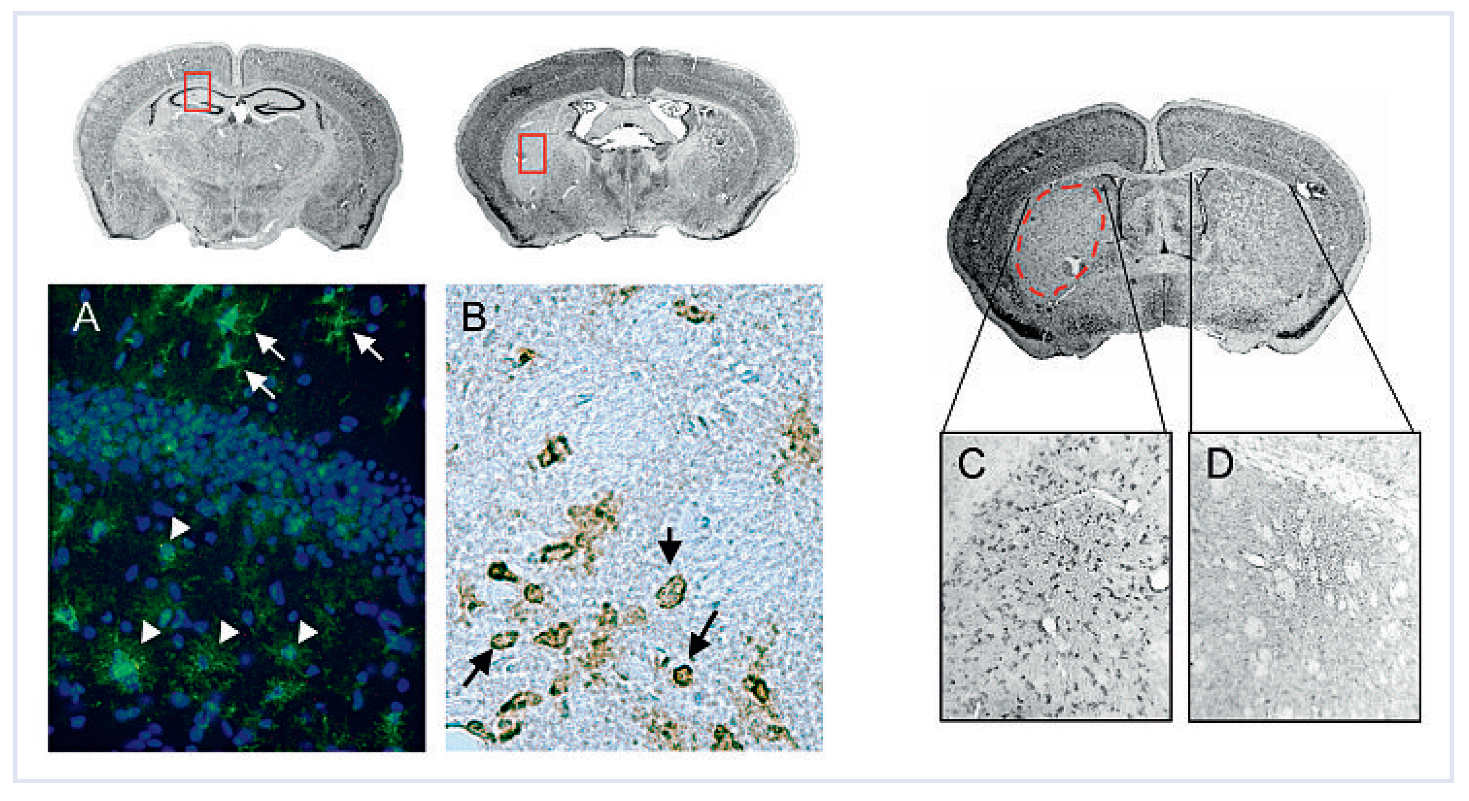 Cardiovascmed 12 00143 g003