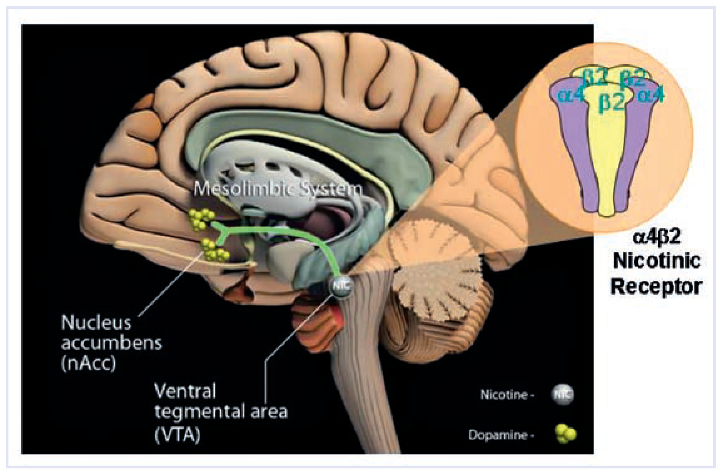 Cardiovascmed 12 00214 g001
