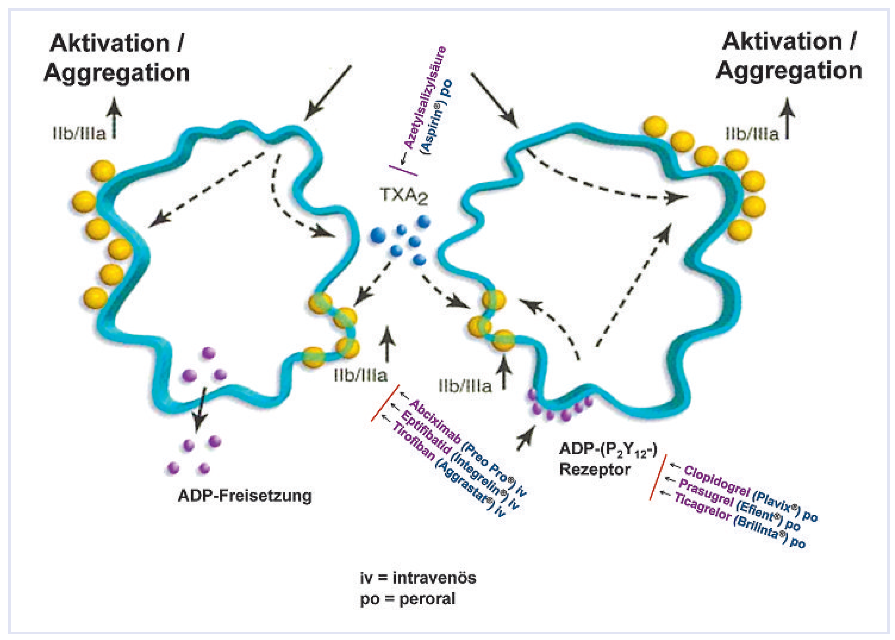 Cardiovascmed 13 00060 g002