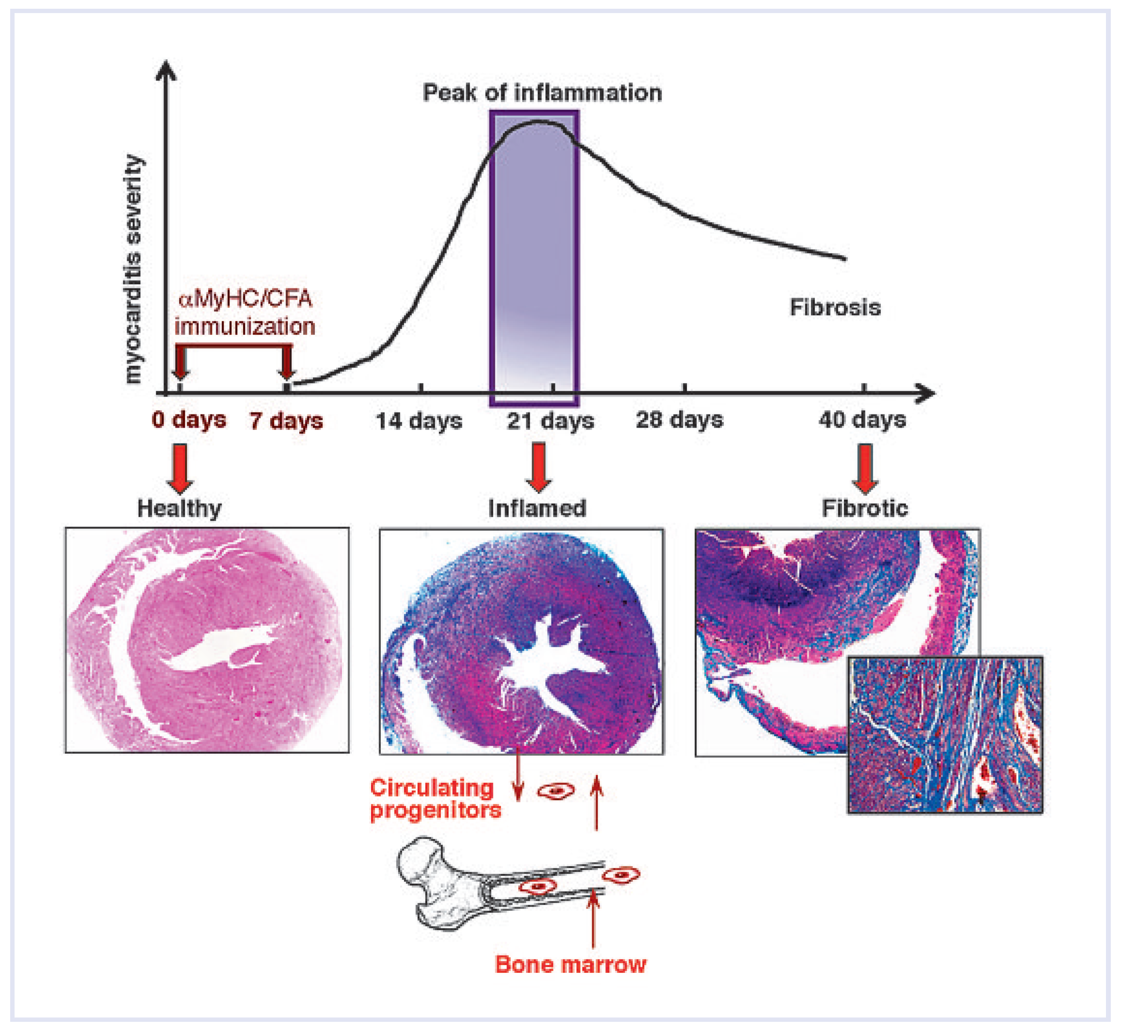 Cardiovascmed 14 00046 g001
