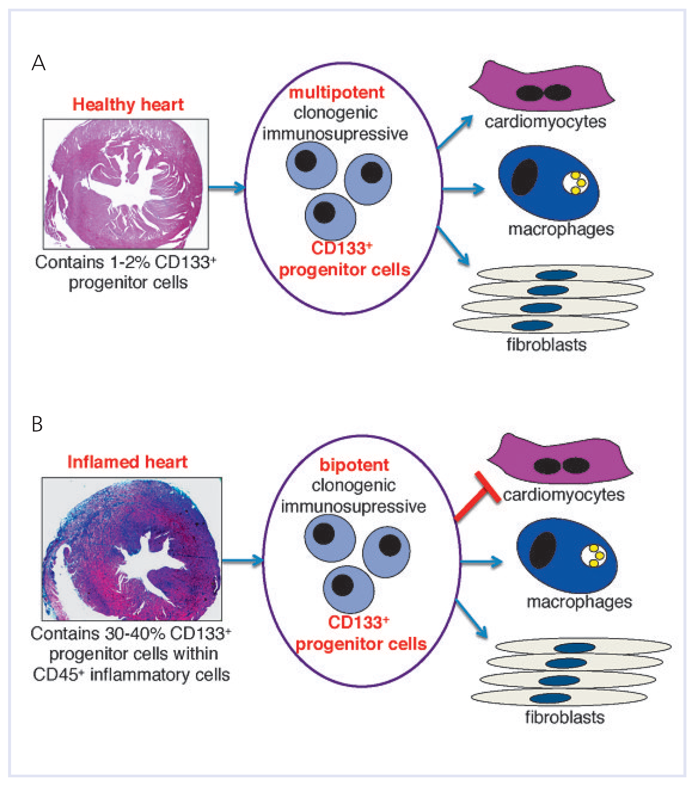 Cardiovascmed 14 00046 g003
