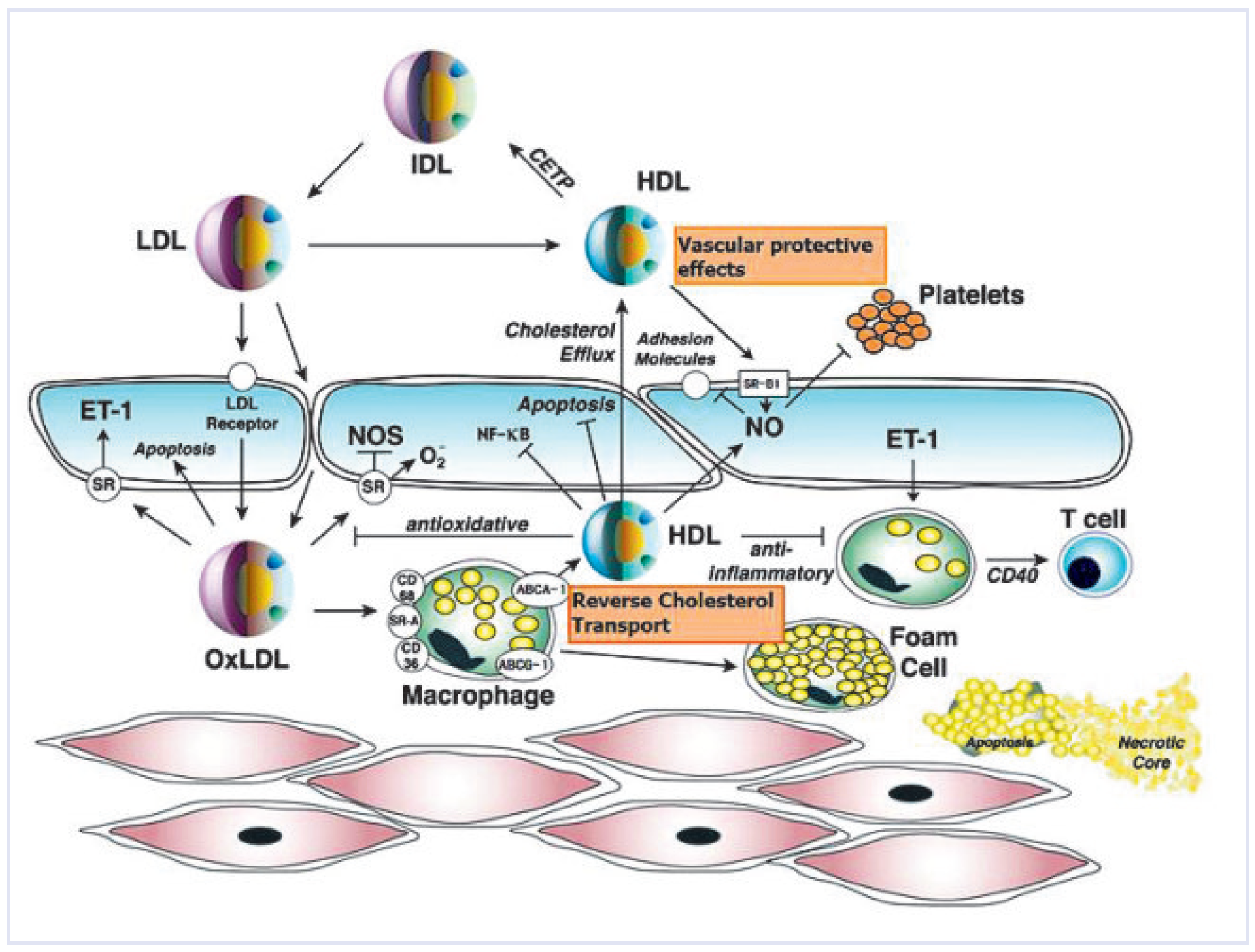 Cardiovascmed 14 00071 g002 Cardiovascmed 14 00071 g002