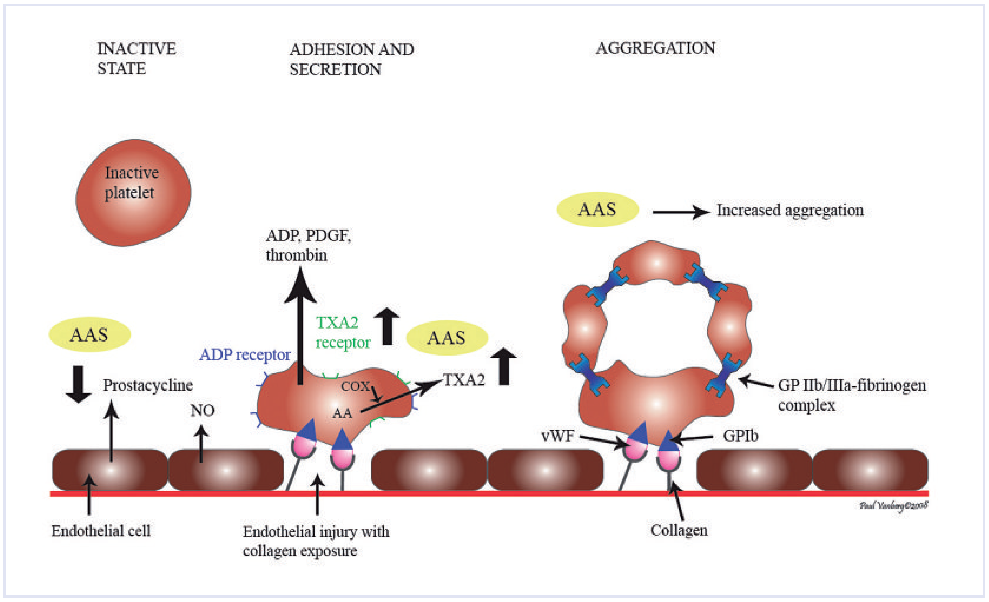 Cardiovascmed 14 00171 g003