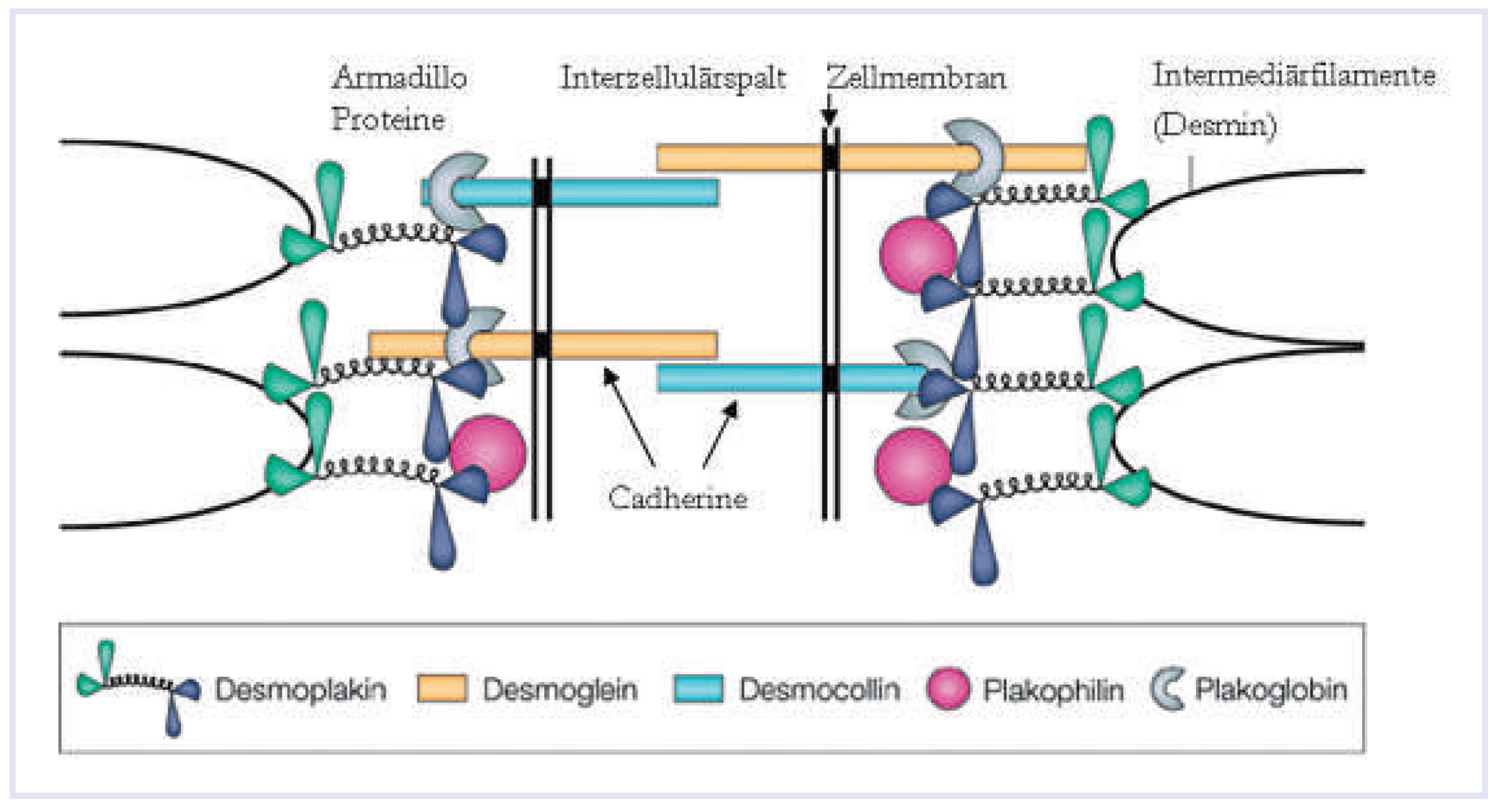 Cardiovascmed 14 00303 g002 Cardiovascmed 14 00303 g002