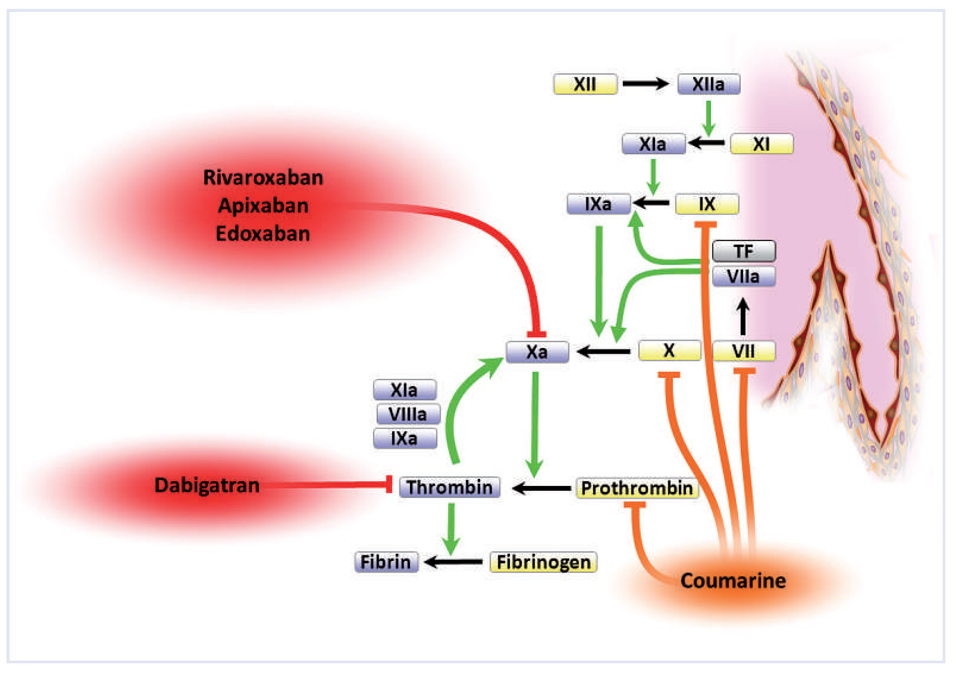 Cardiovascmed 15 00143 g001