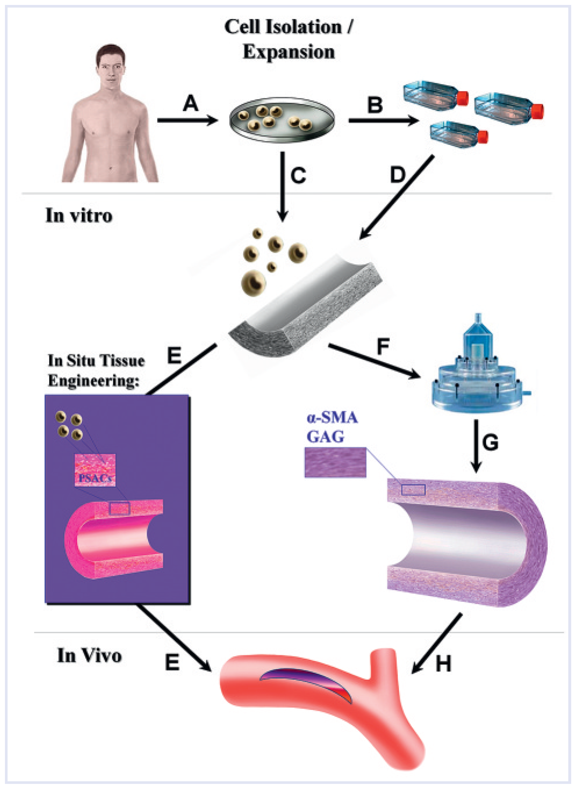 Cardiovascmed 15 00339 g001 Cardiovascmed 15 00339 g001