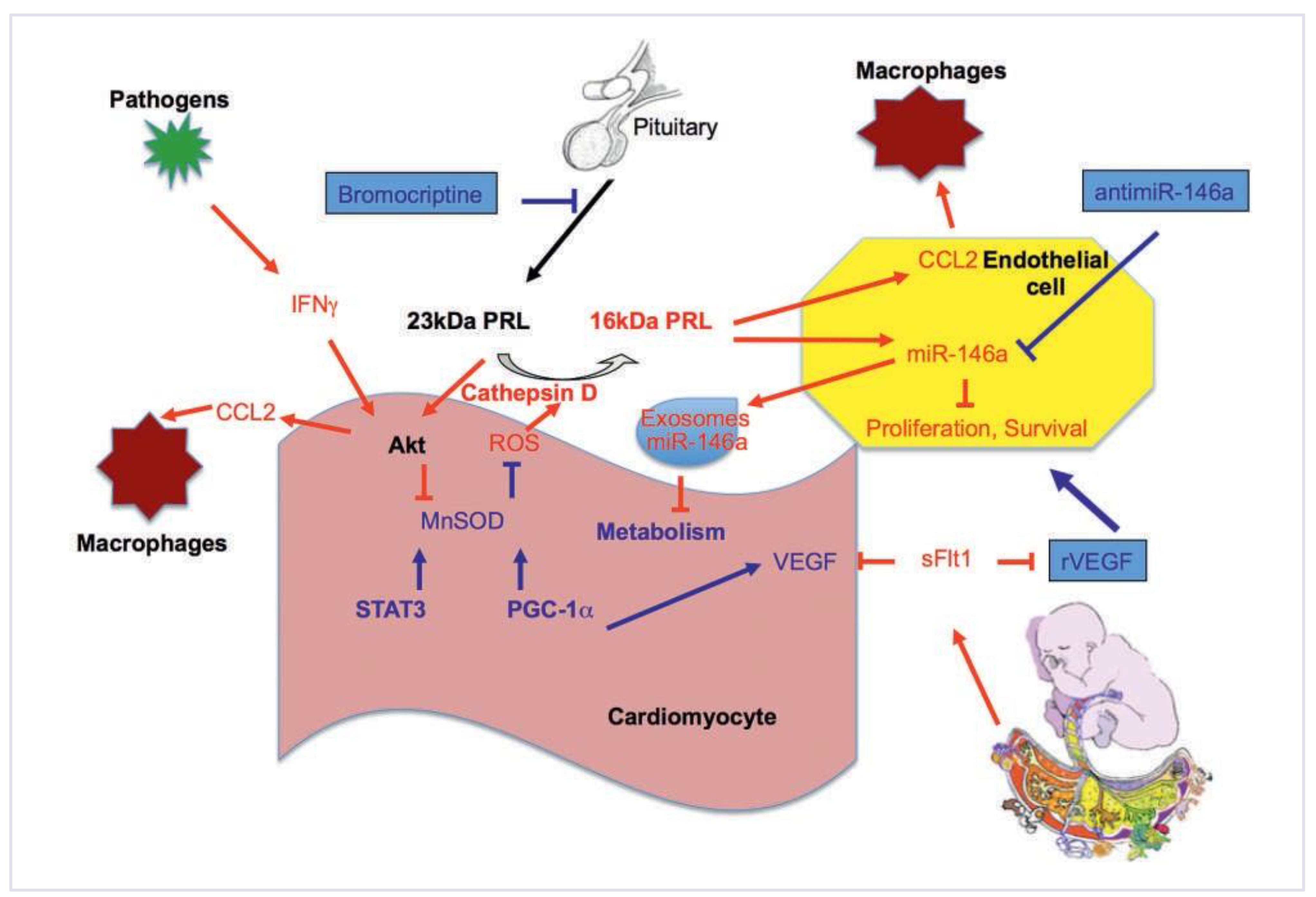 Cardiovascmed 17 00245 g002 Cardiovascmed 17 00245 g002