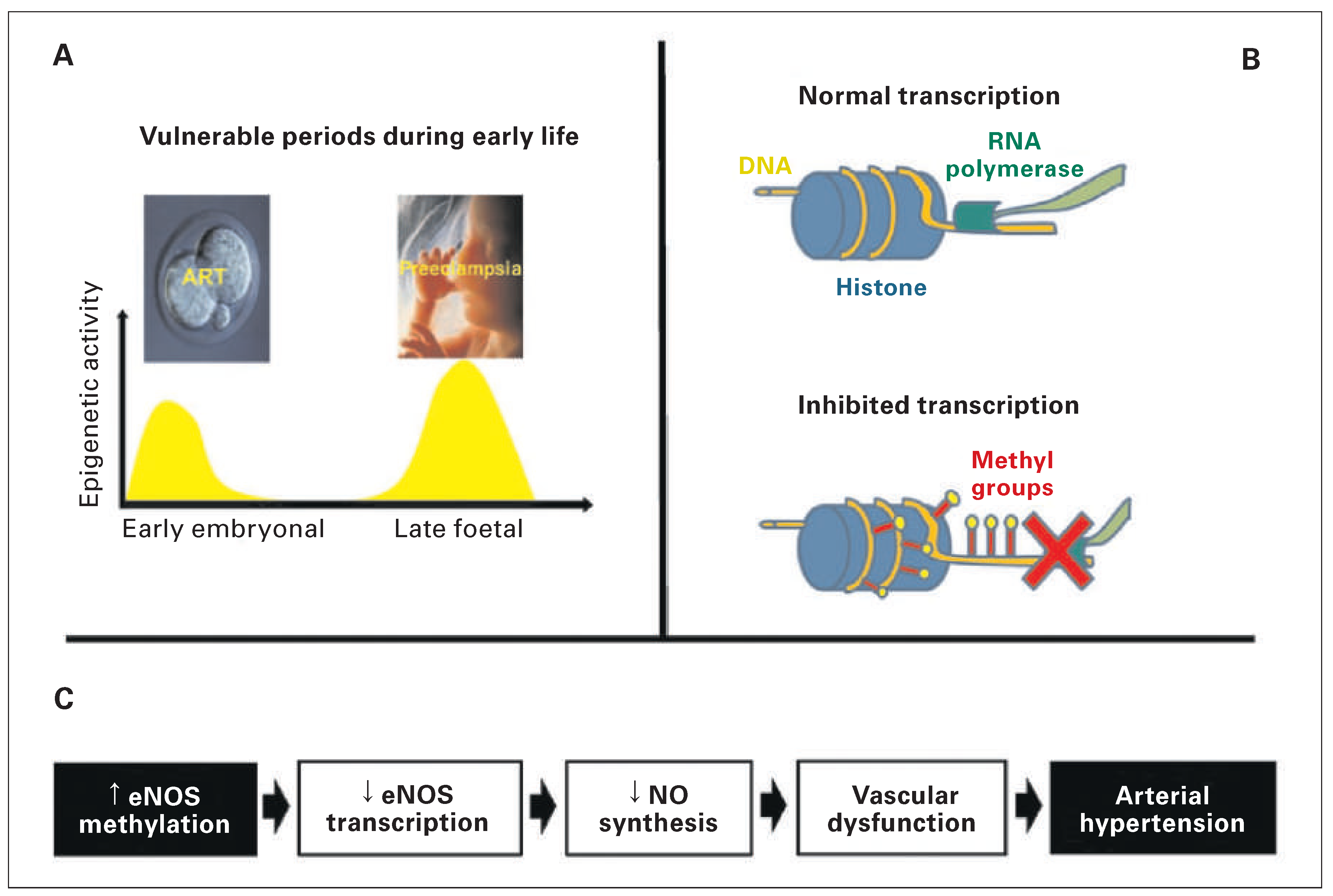 Cardiovascmed 18 00115 g003