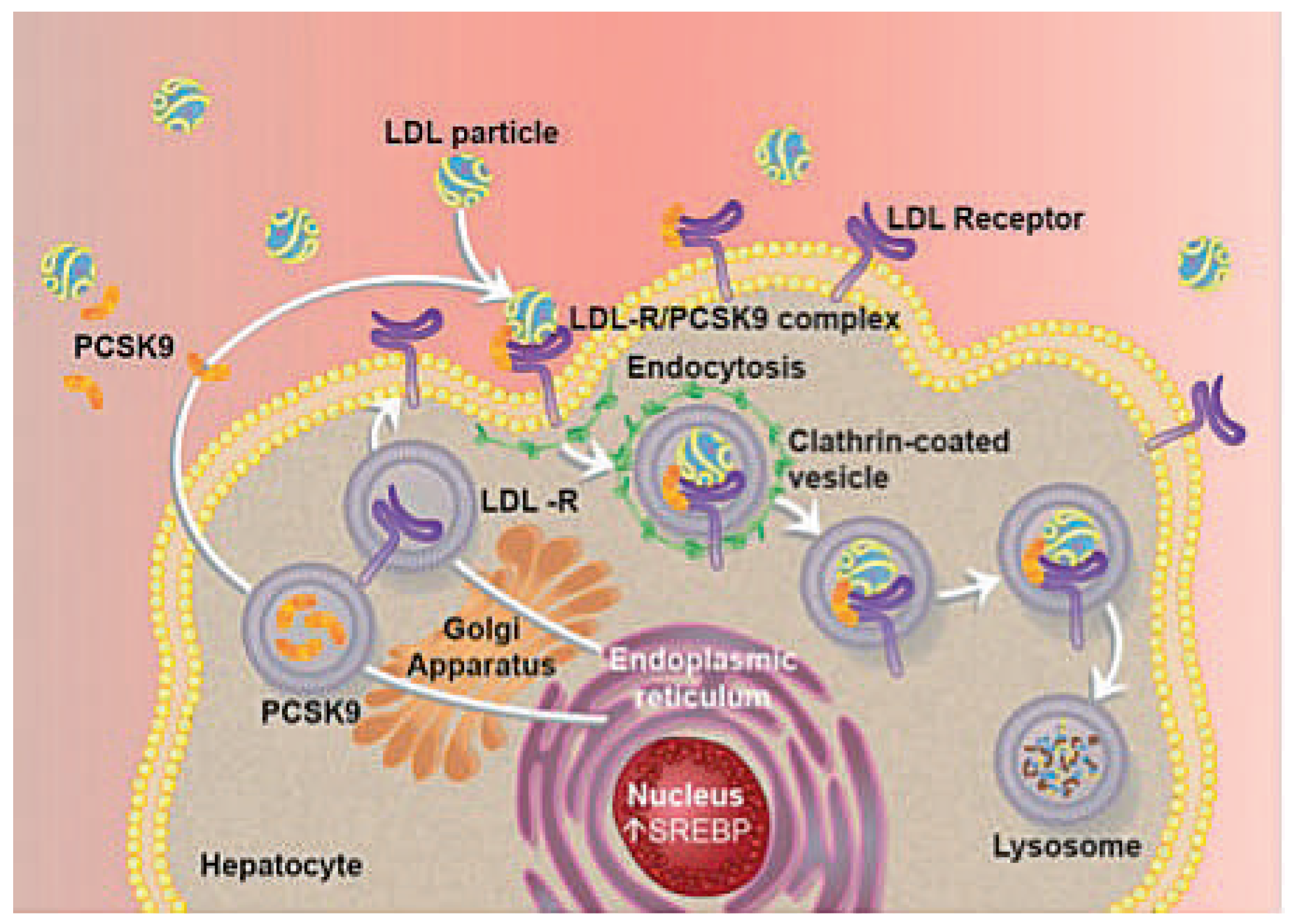 Cardiovascmed 18 00239 g001