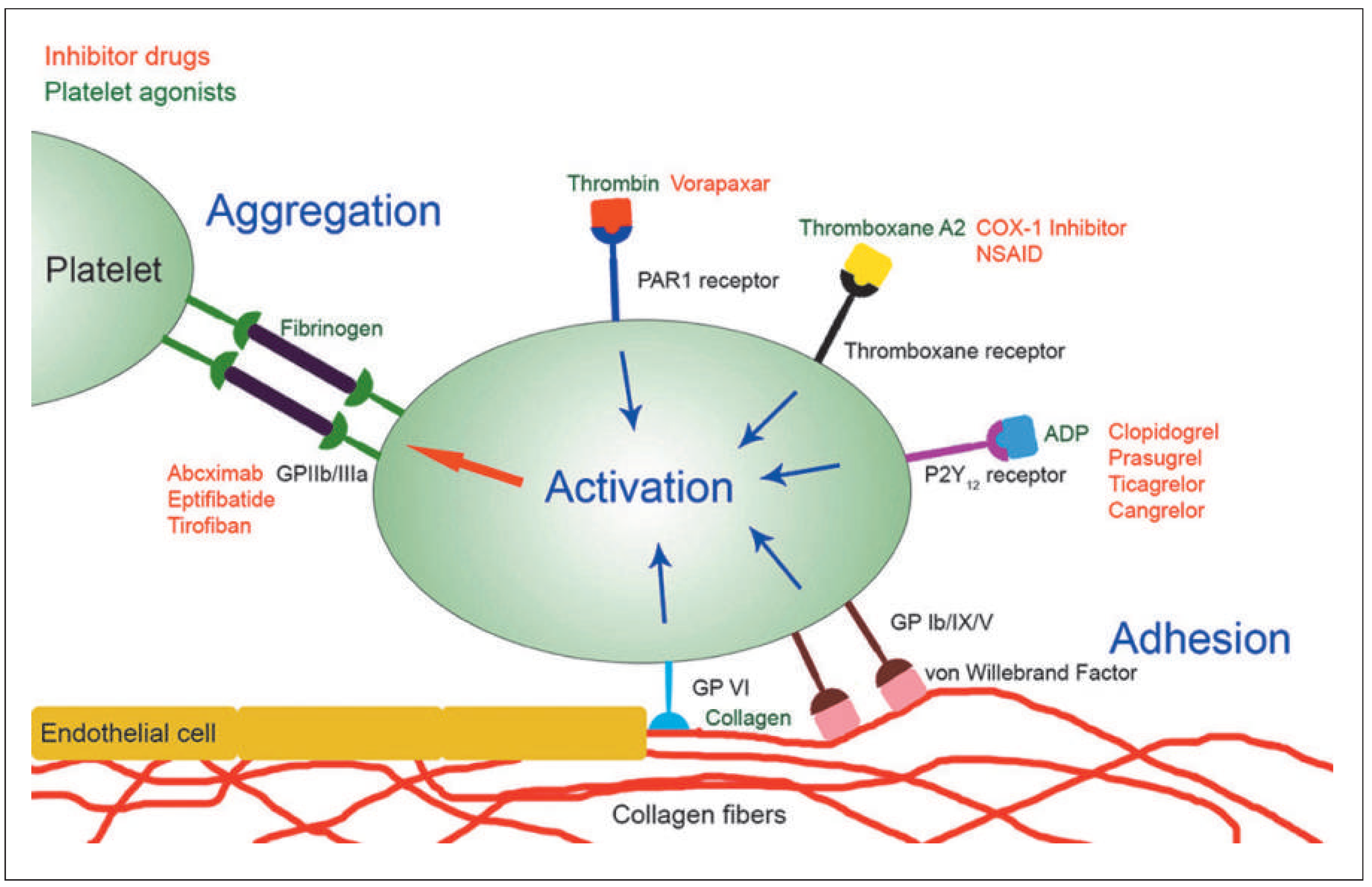 Cardiovascmed 19 00110 g001
