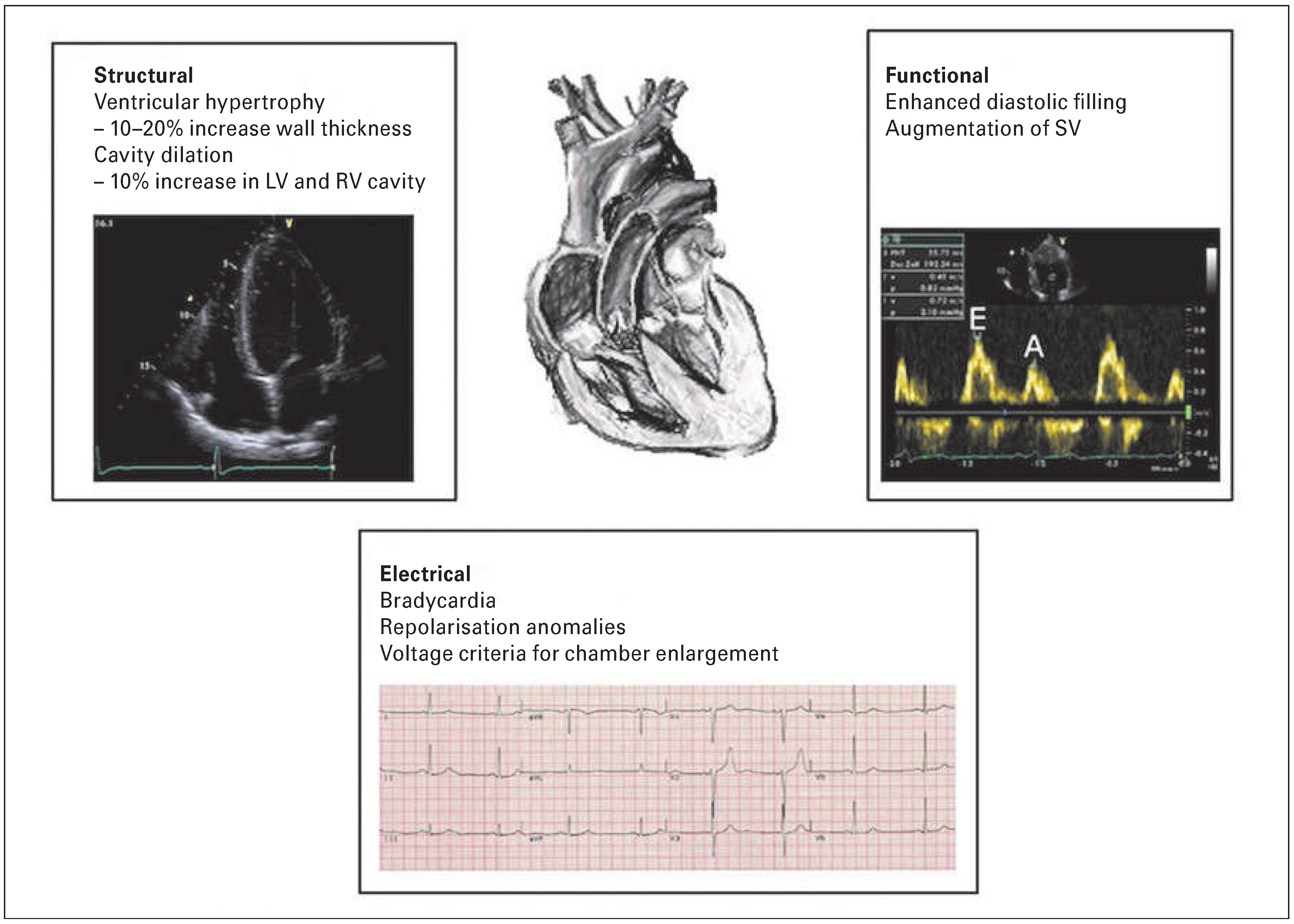 Cardiovascmed 19 00147 g001