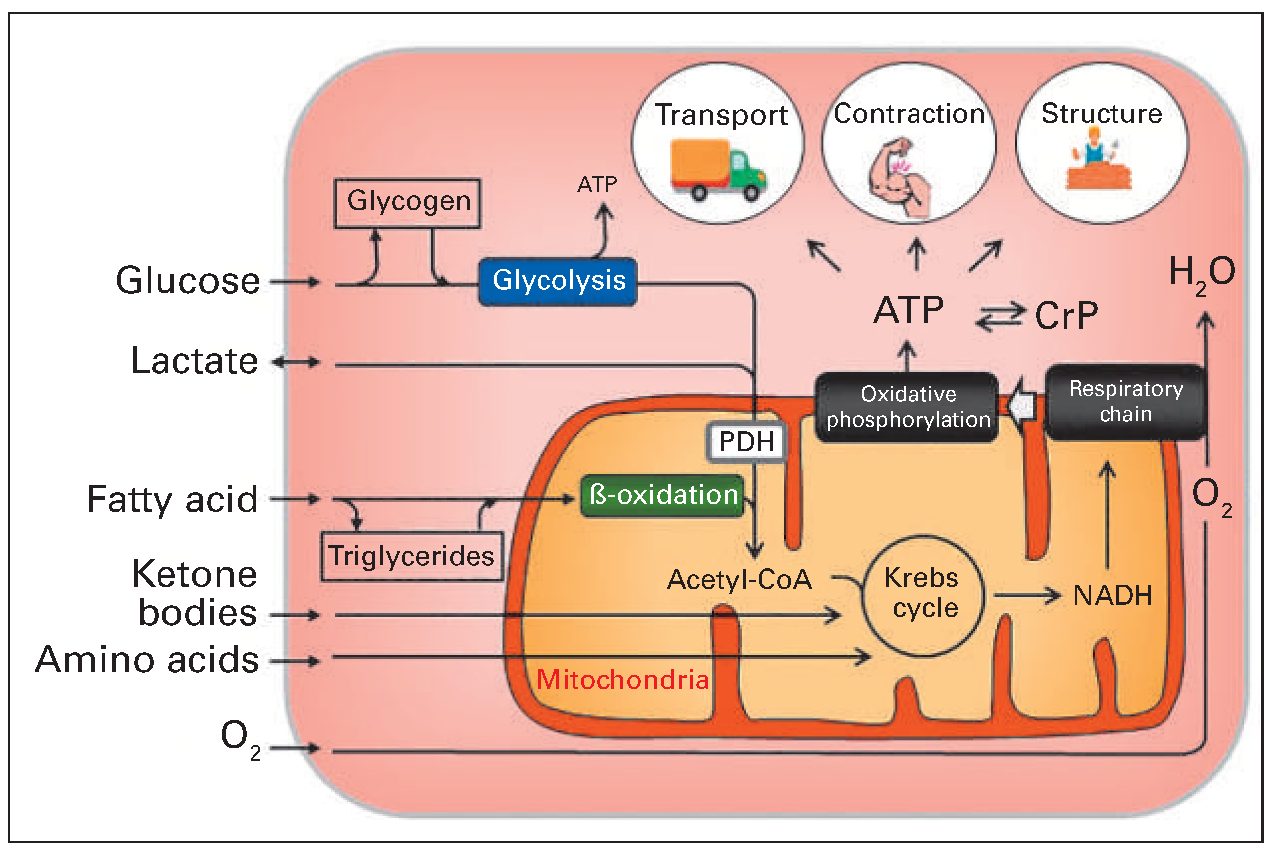 Cardiovascmed 19 00225 g001