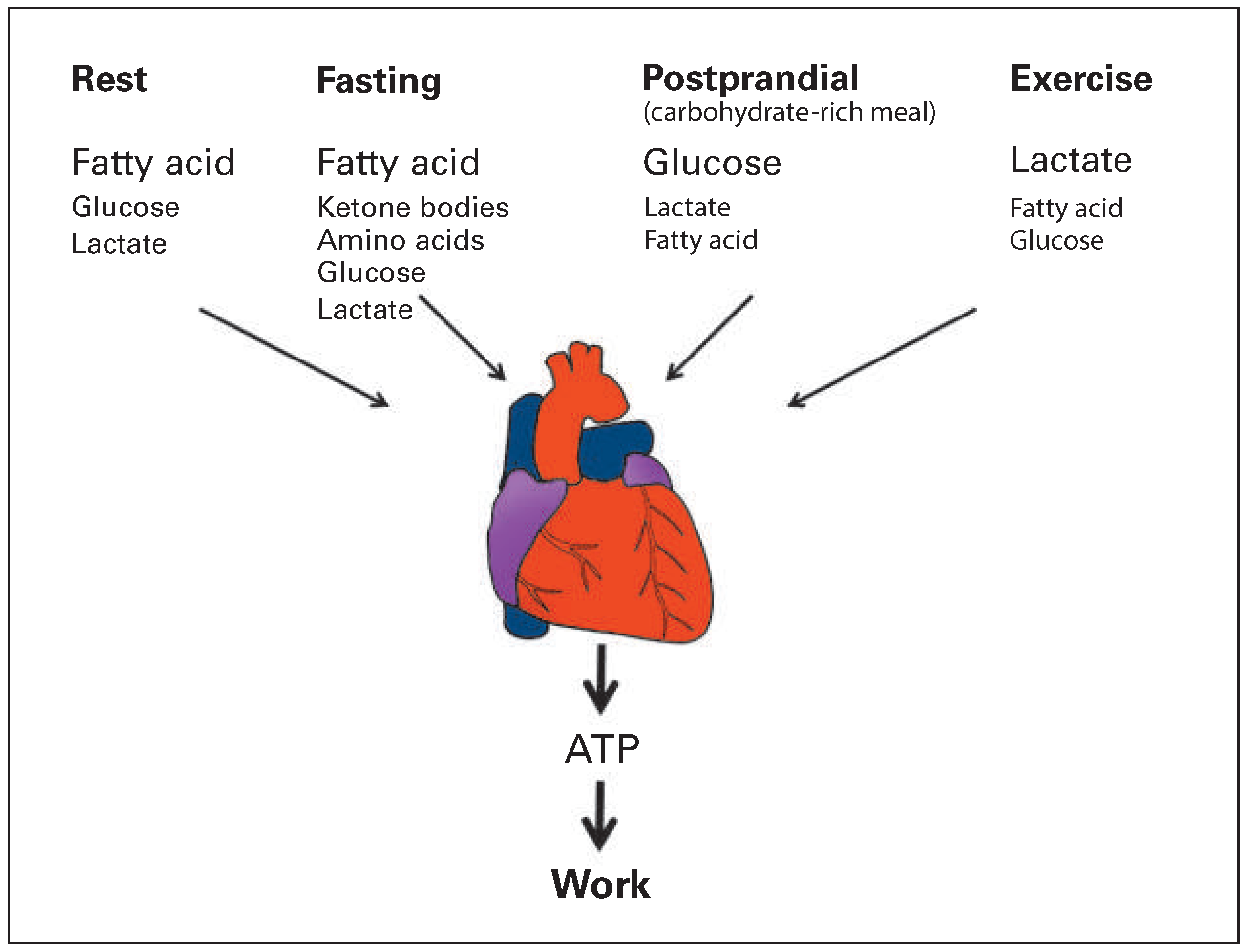 Cardiovascmed 19 00225 g002