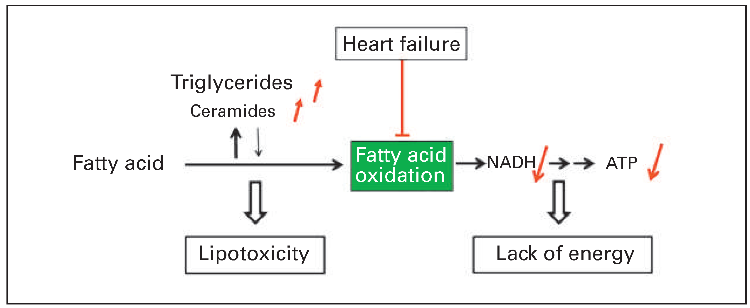 Cardiovascmed 19 00225 g005