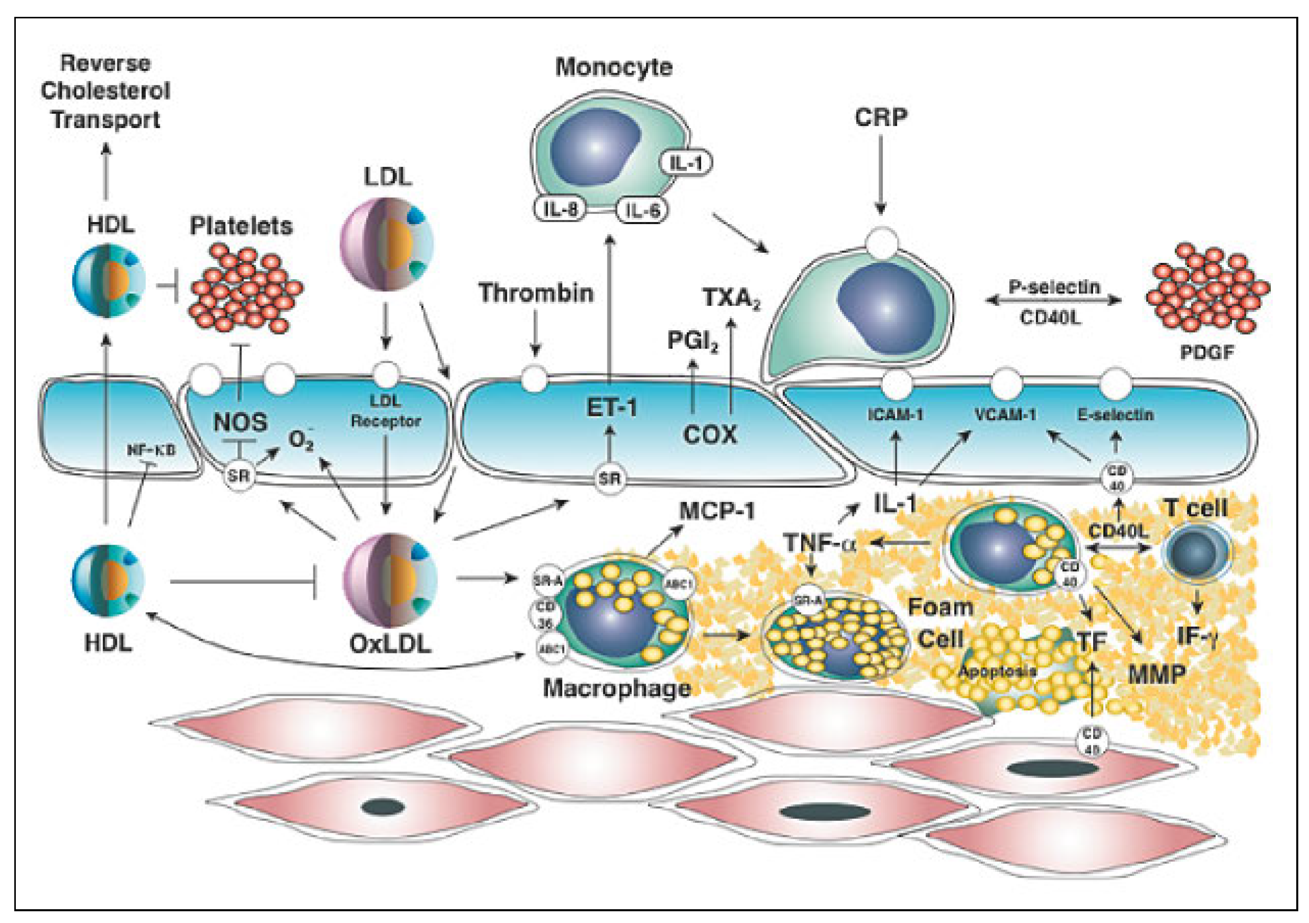 Cardiovascmed 20 00141 g001