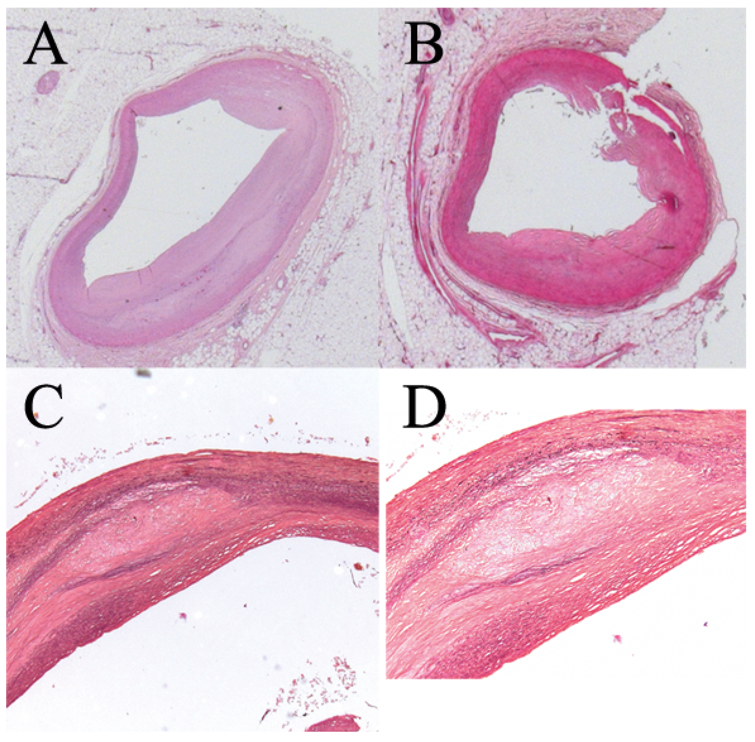 Cardiovascmed 20 00210 g003