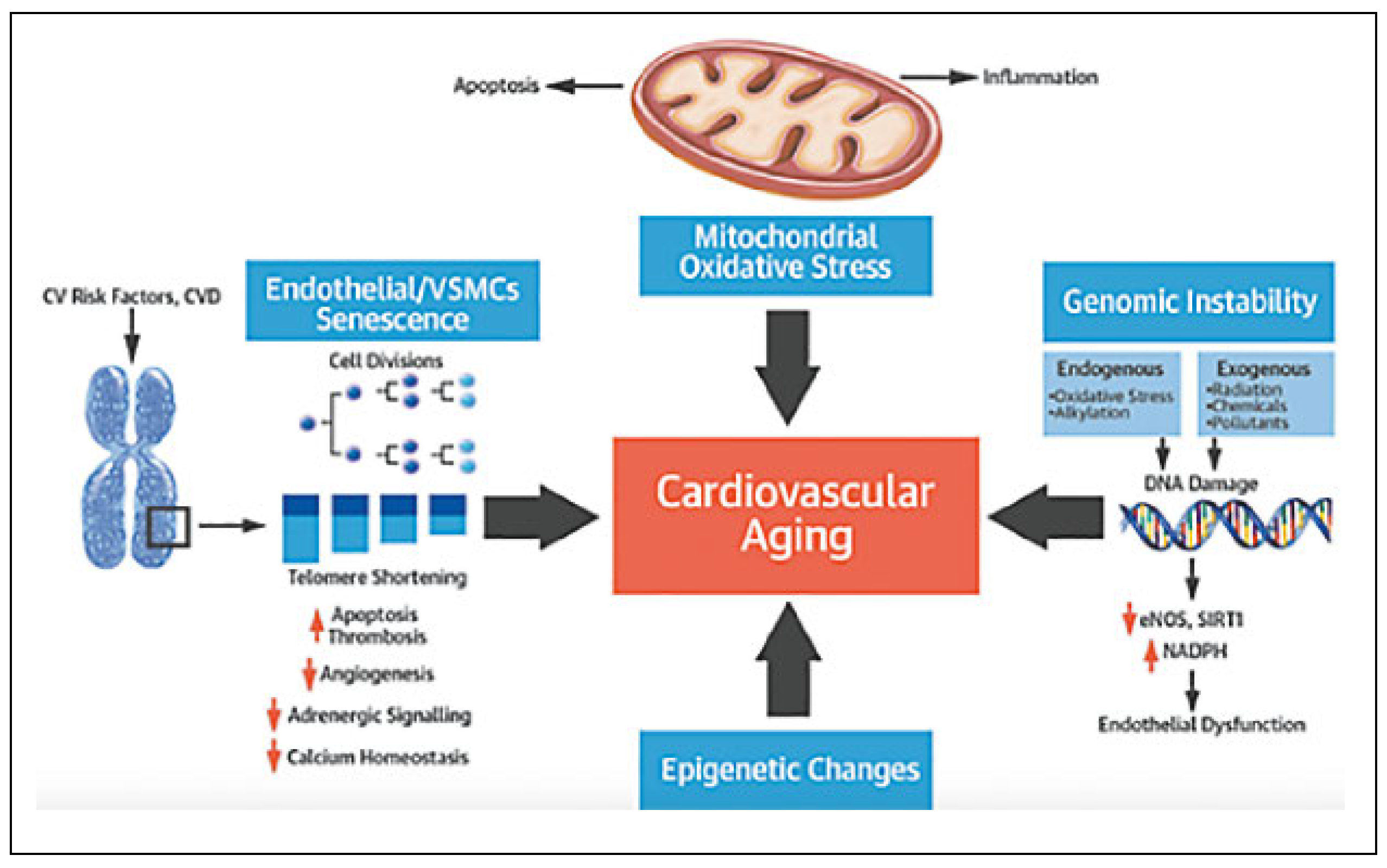 Cardiovascmed 20 00258 g001
