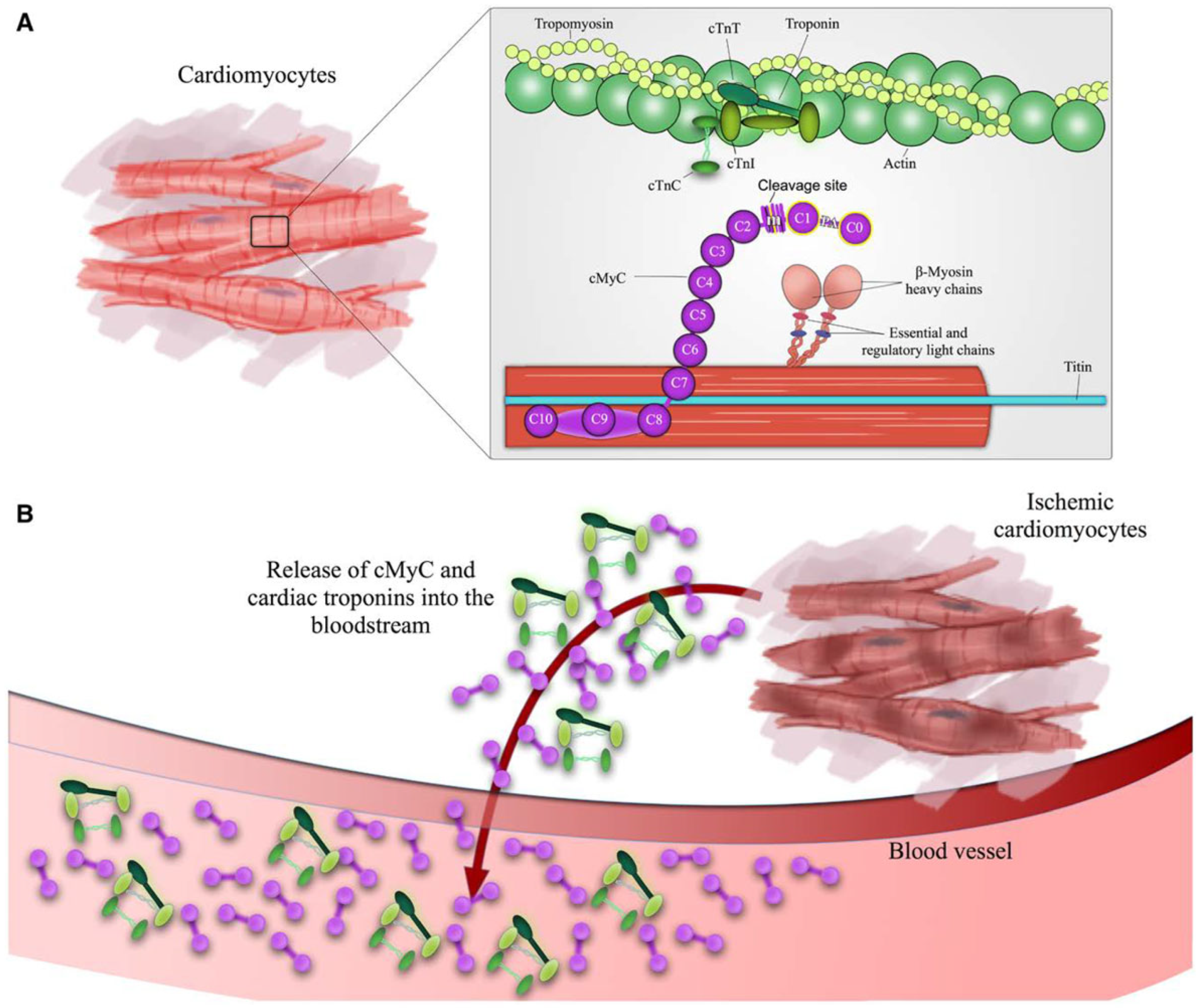 Cardiovascmed 22 w02010 g005