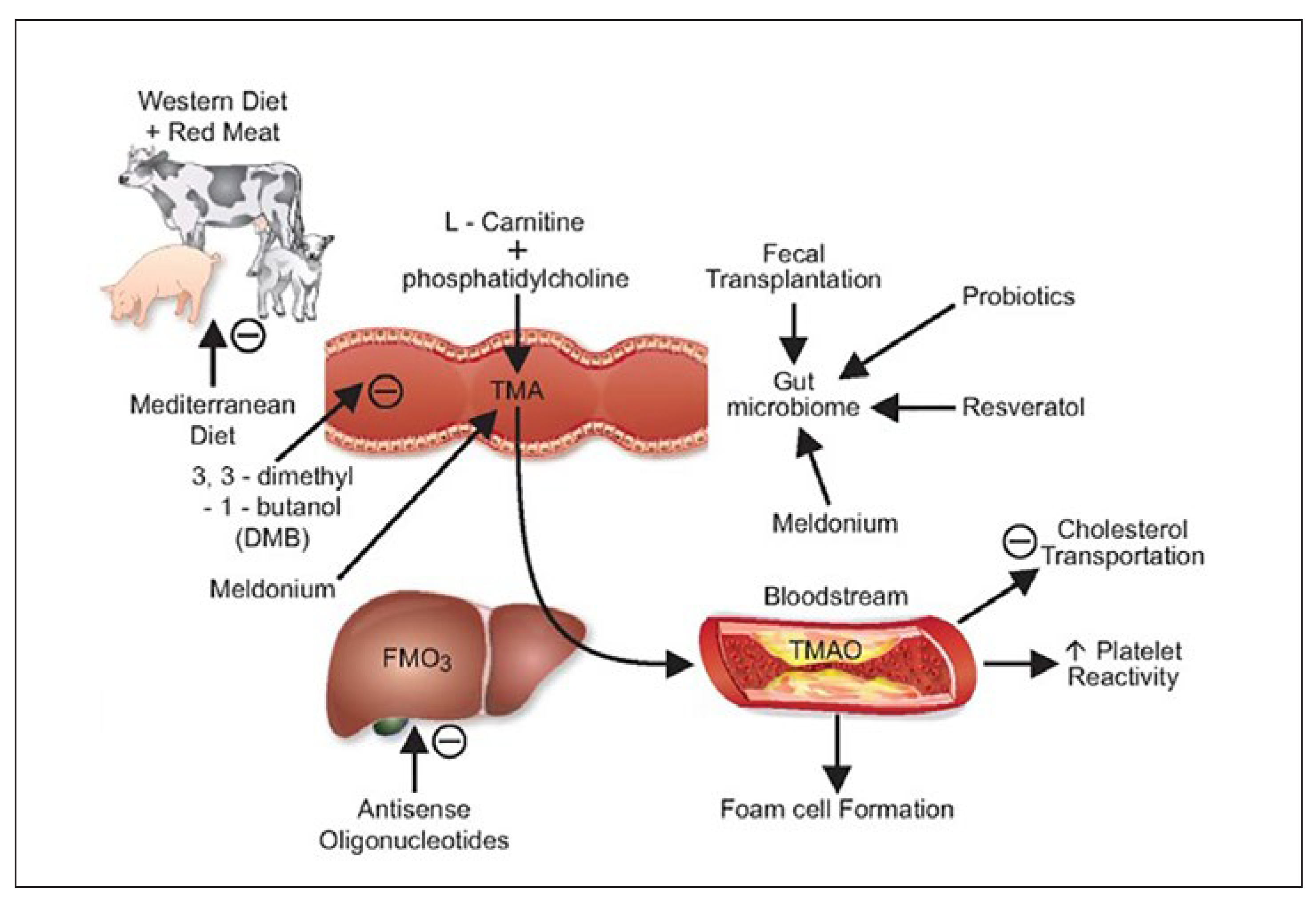 Cardiovascmed 24 00225 g002