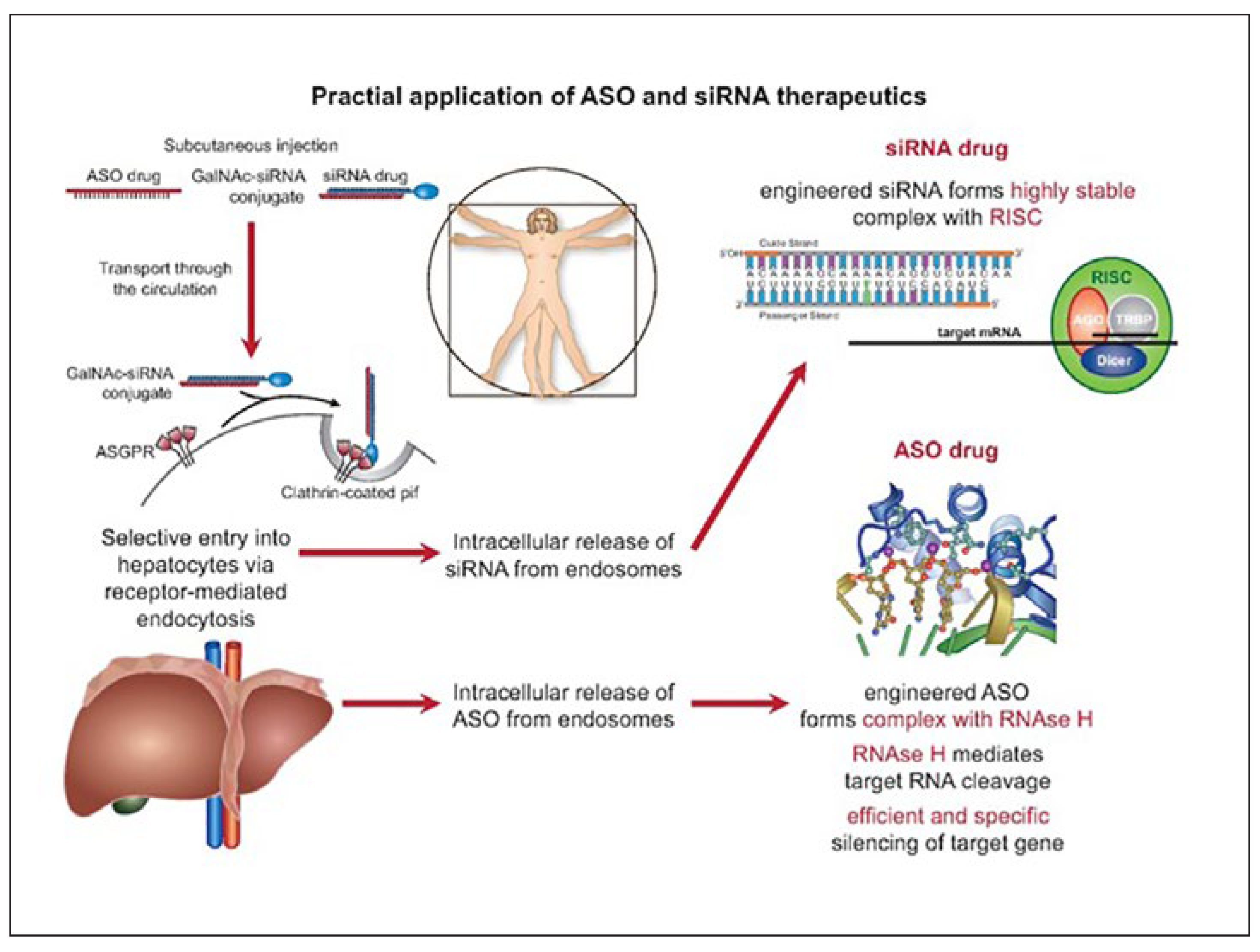 Cardiovascmed 24 00225 g004