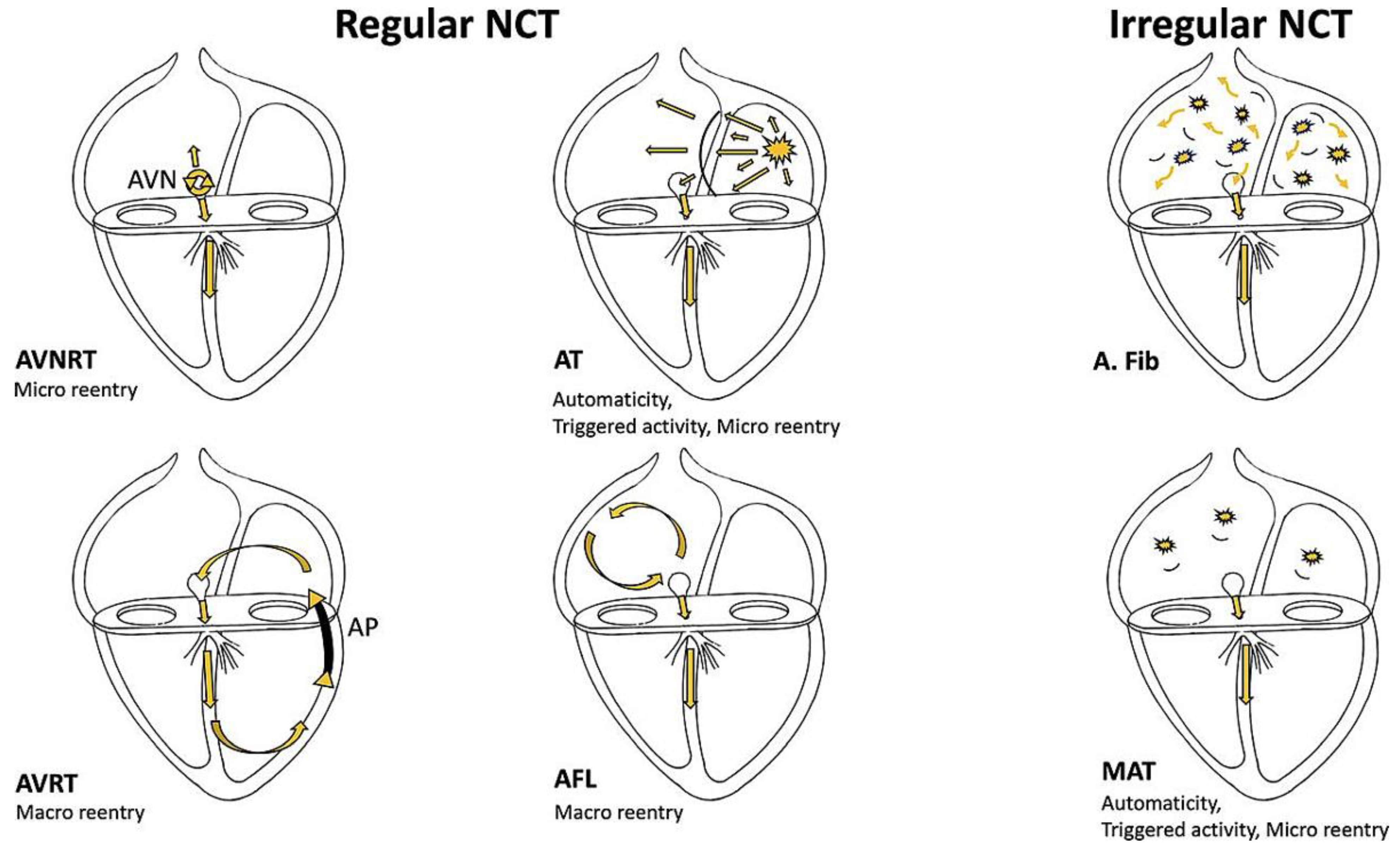 Cardiovascmed 24 w02167 g002