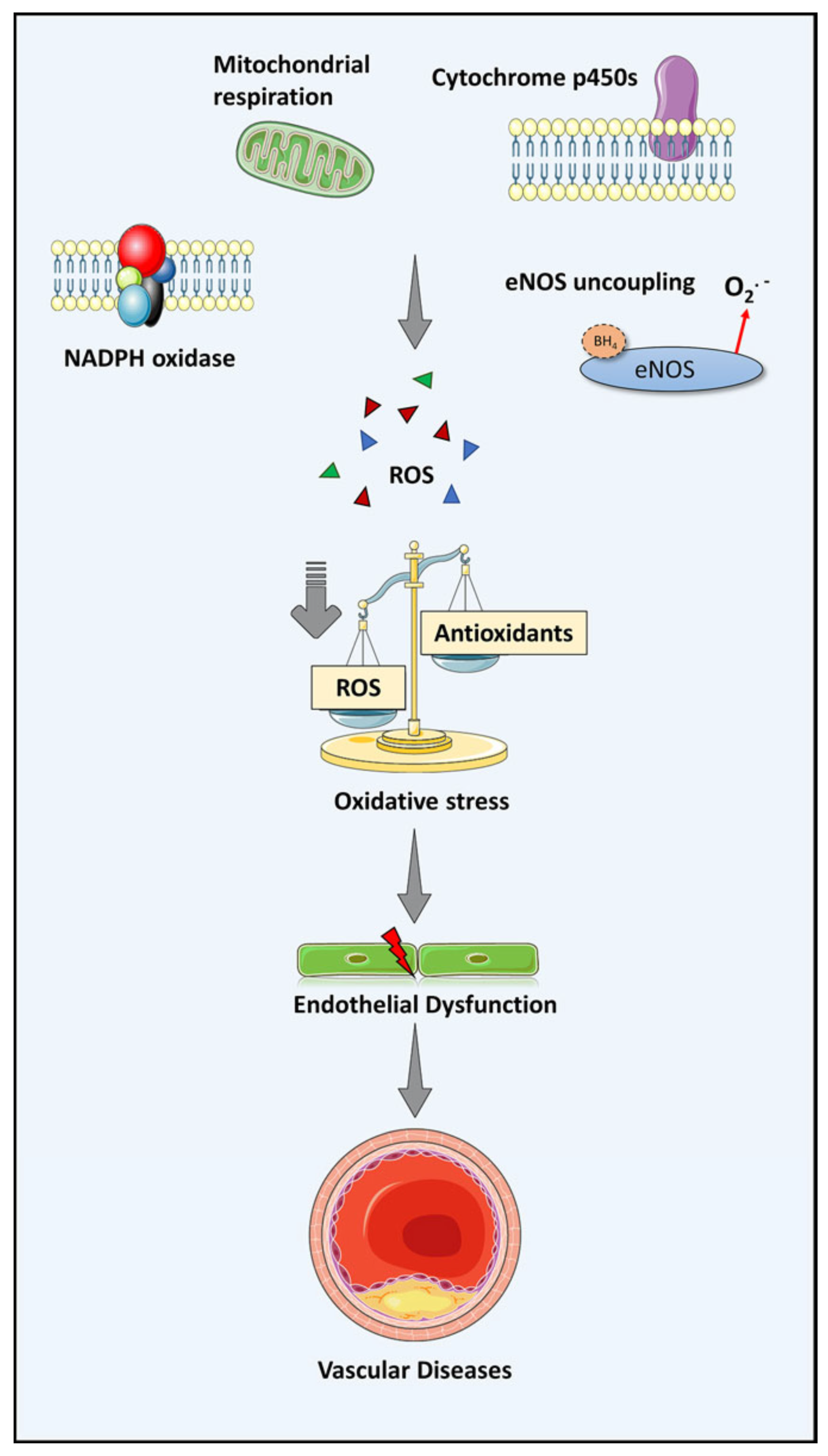 Cardiovascmed 25 w10055 g002