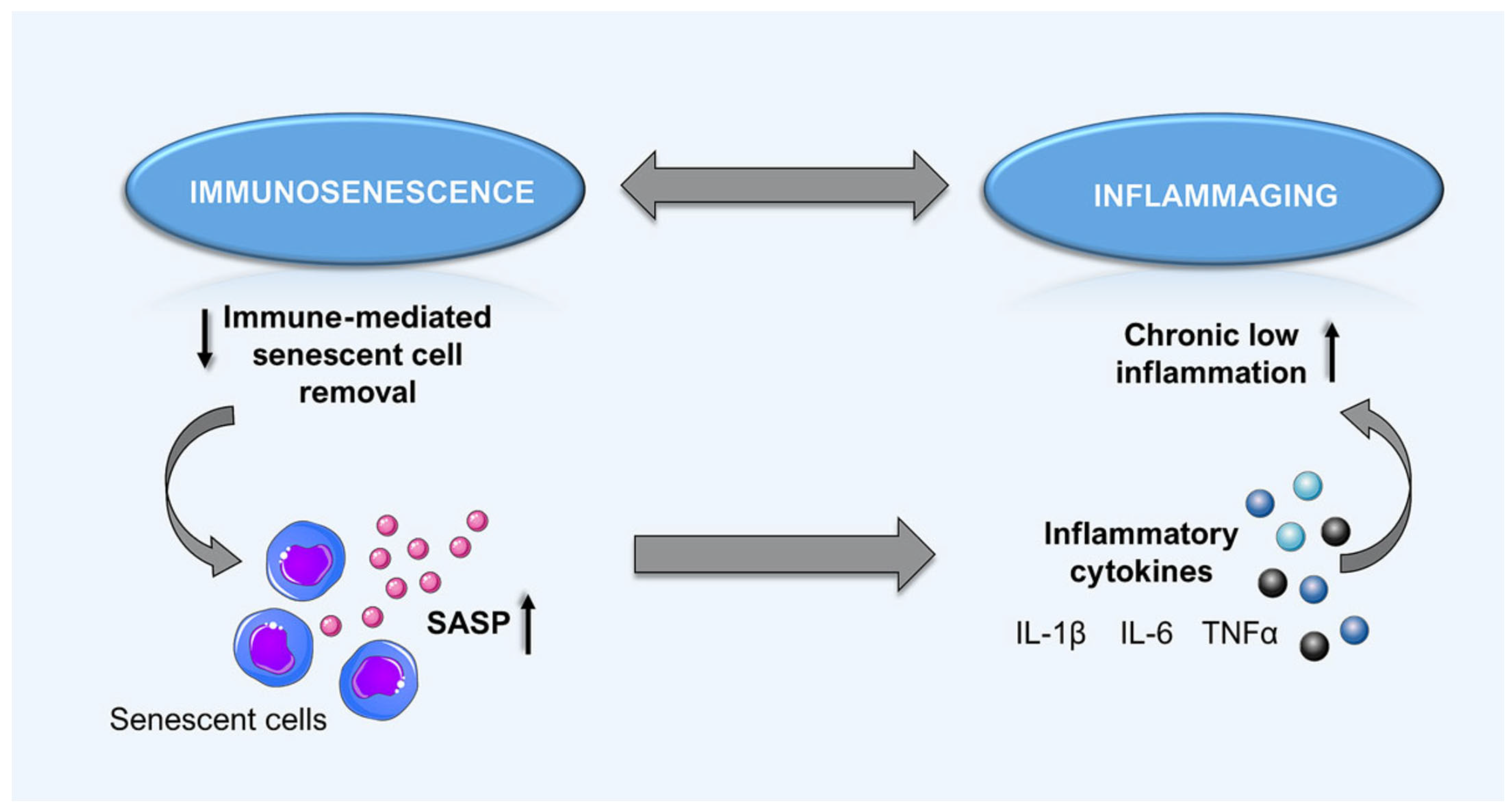 Cardiovascmed 25 w10055 g003