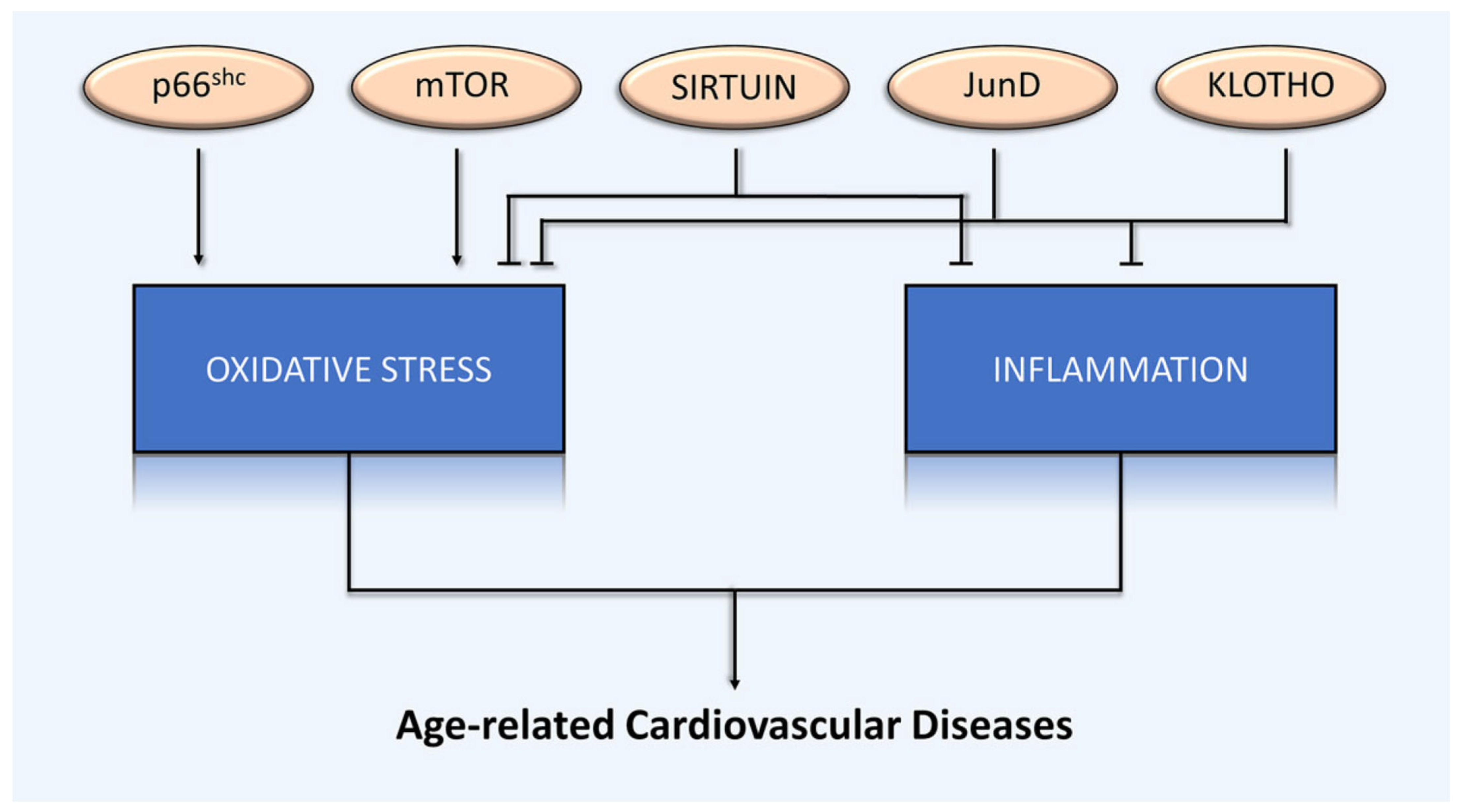Cardiovascmed 25 w10055 g004